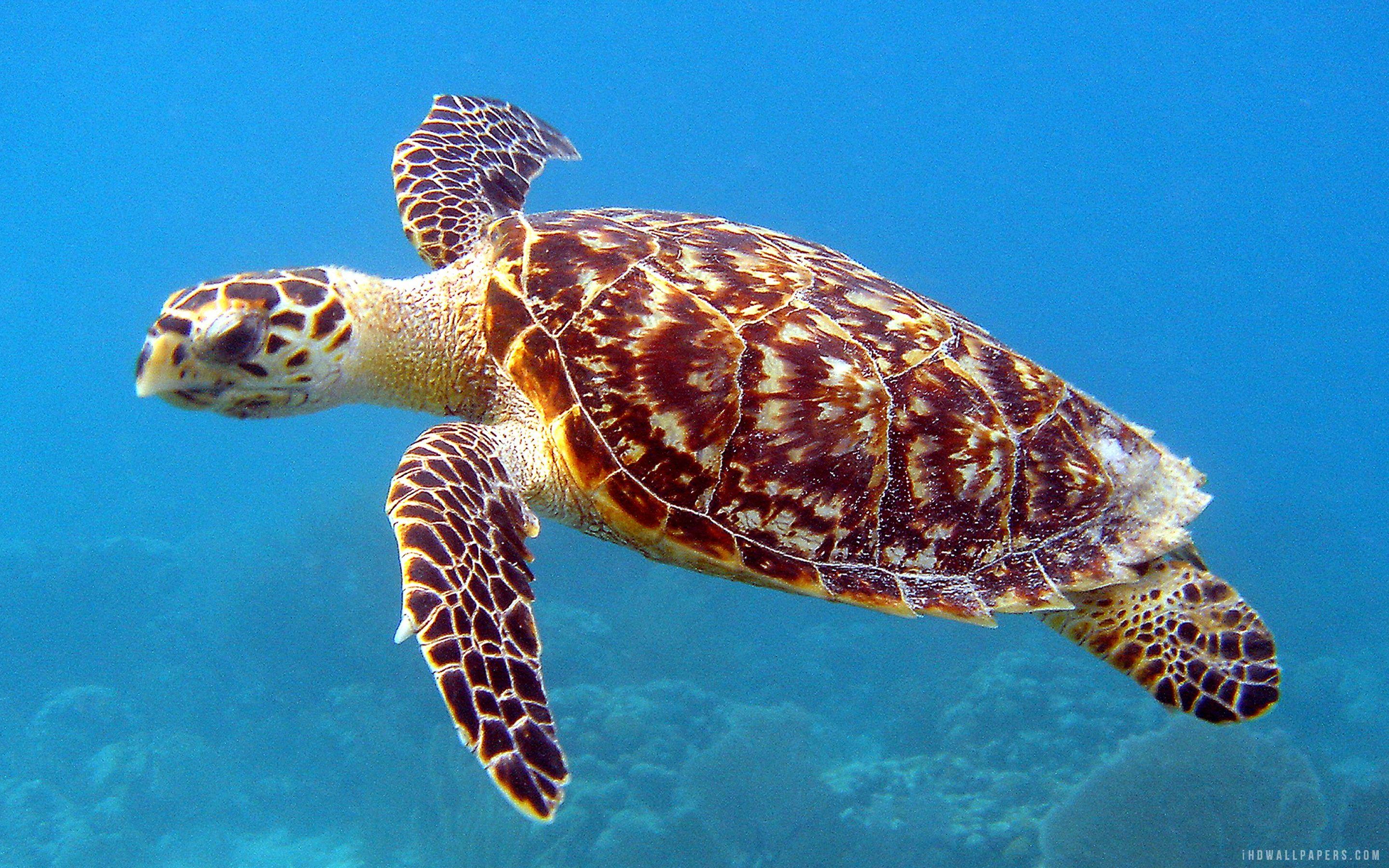 2880x1800 Sea Turtle wallpaperx1800