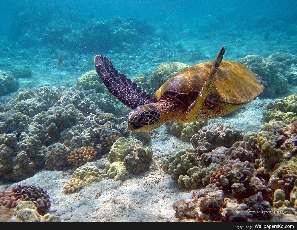 1024x796 Sea Turtles Wallpaper. HD Wallpaper Download