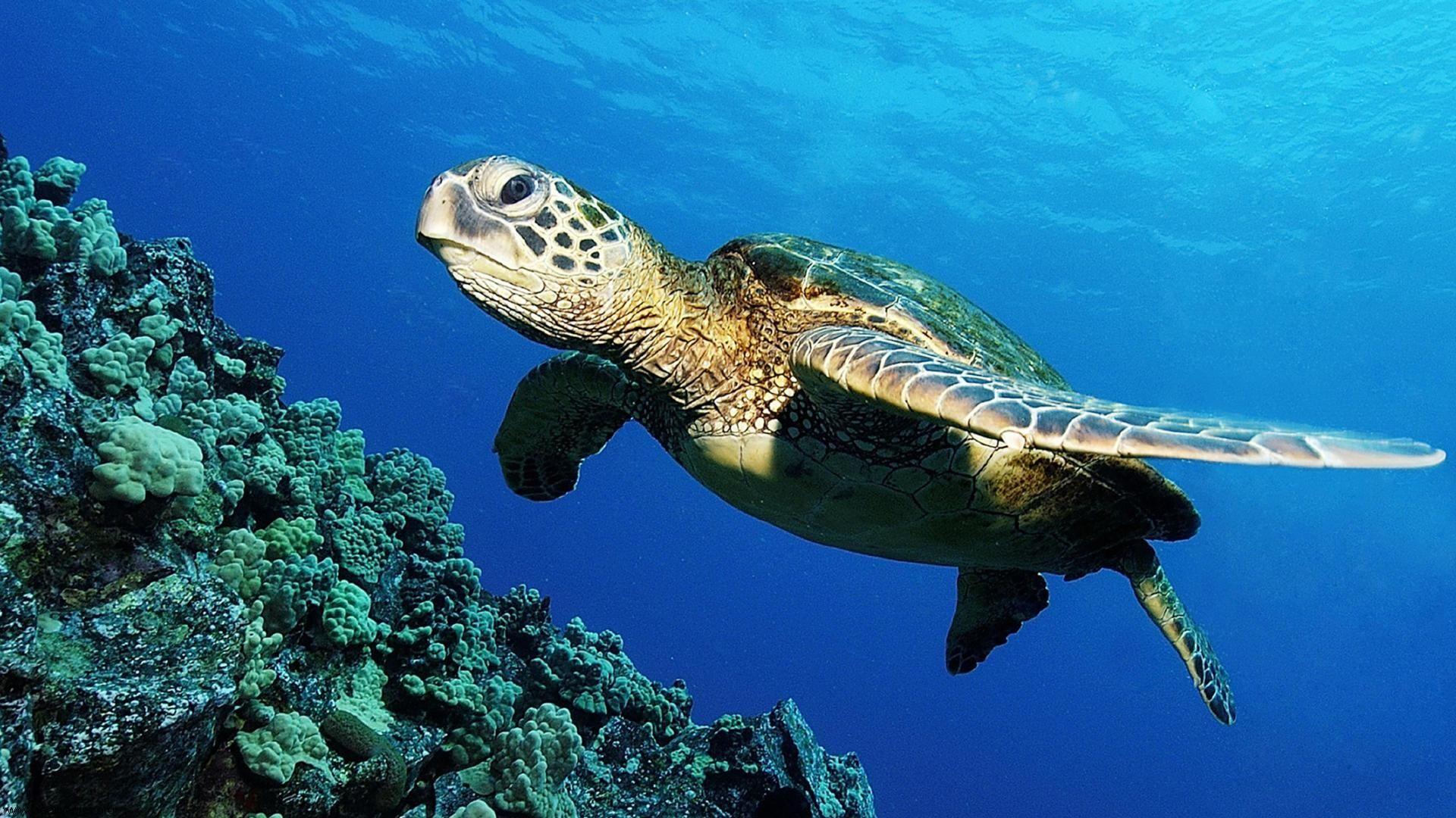 1920x1080 Free download Green Sea Turtle HD Wallpaper Creative Pics