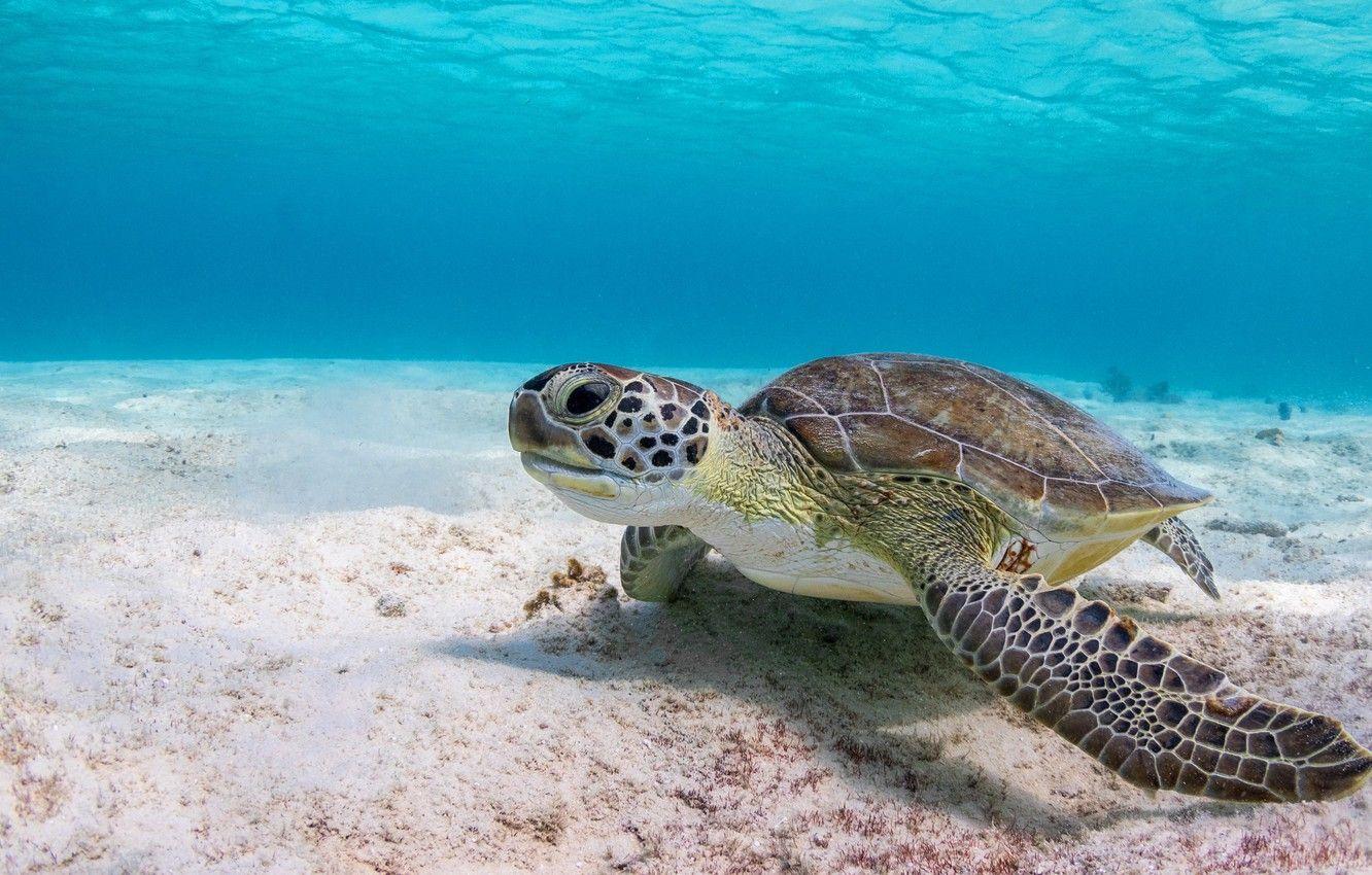 1332x850 Photo Wallpaper Sea, Water, Background, Turtle, Underwater