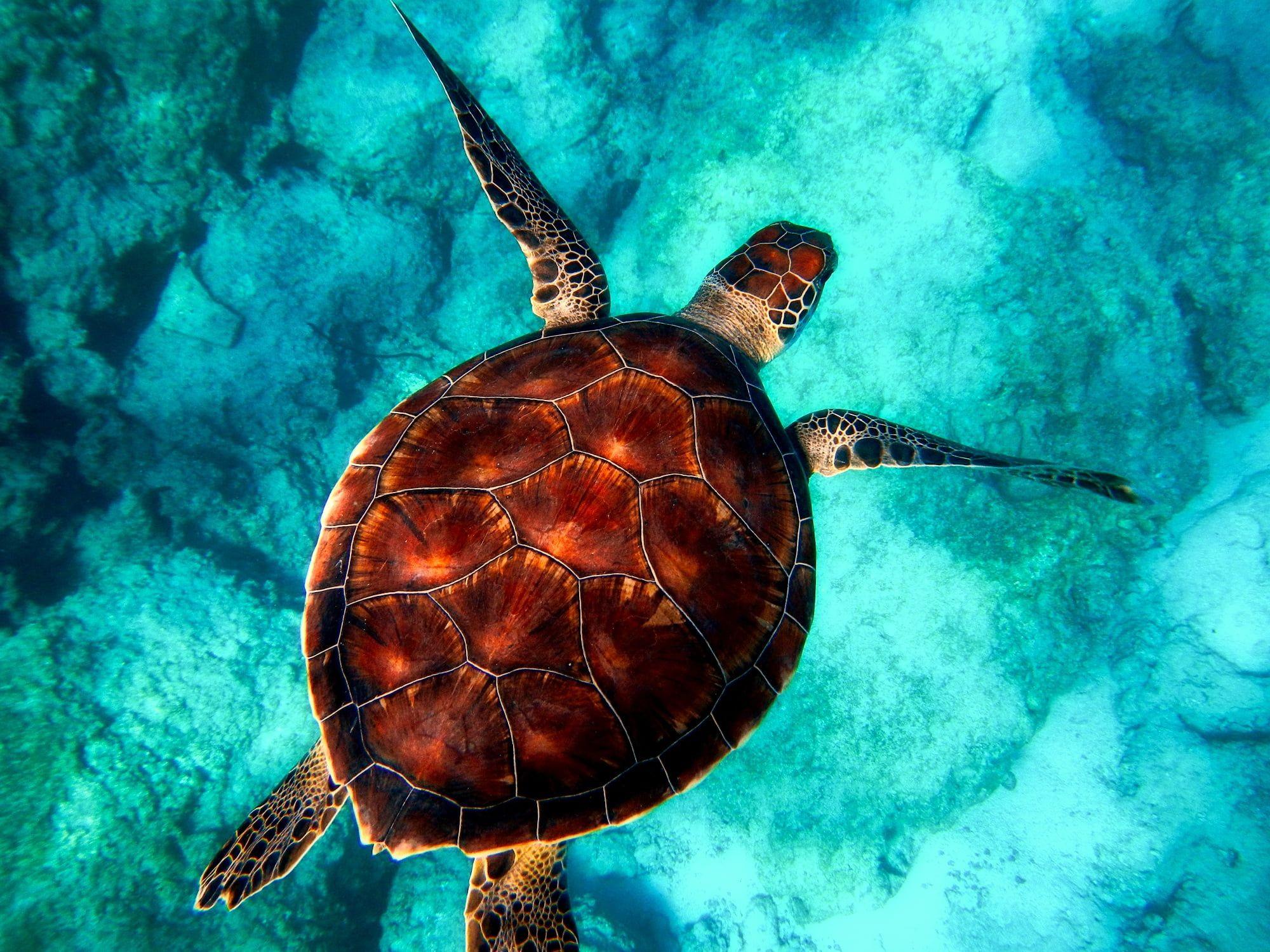 2000x1500 Brown turtle swimming on body of water HD wallpaper