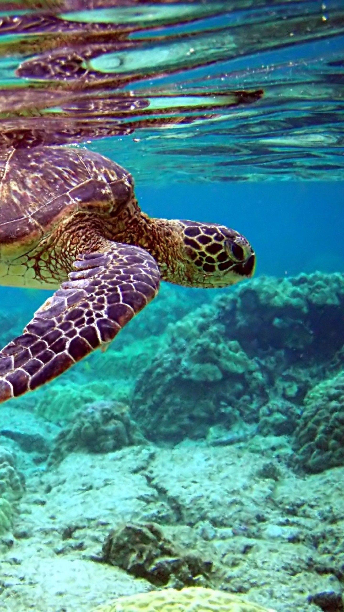 1440x2560 Sea Turtle Wallpaper Background