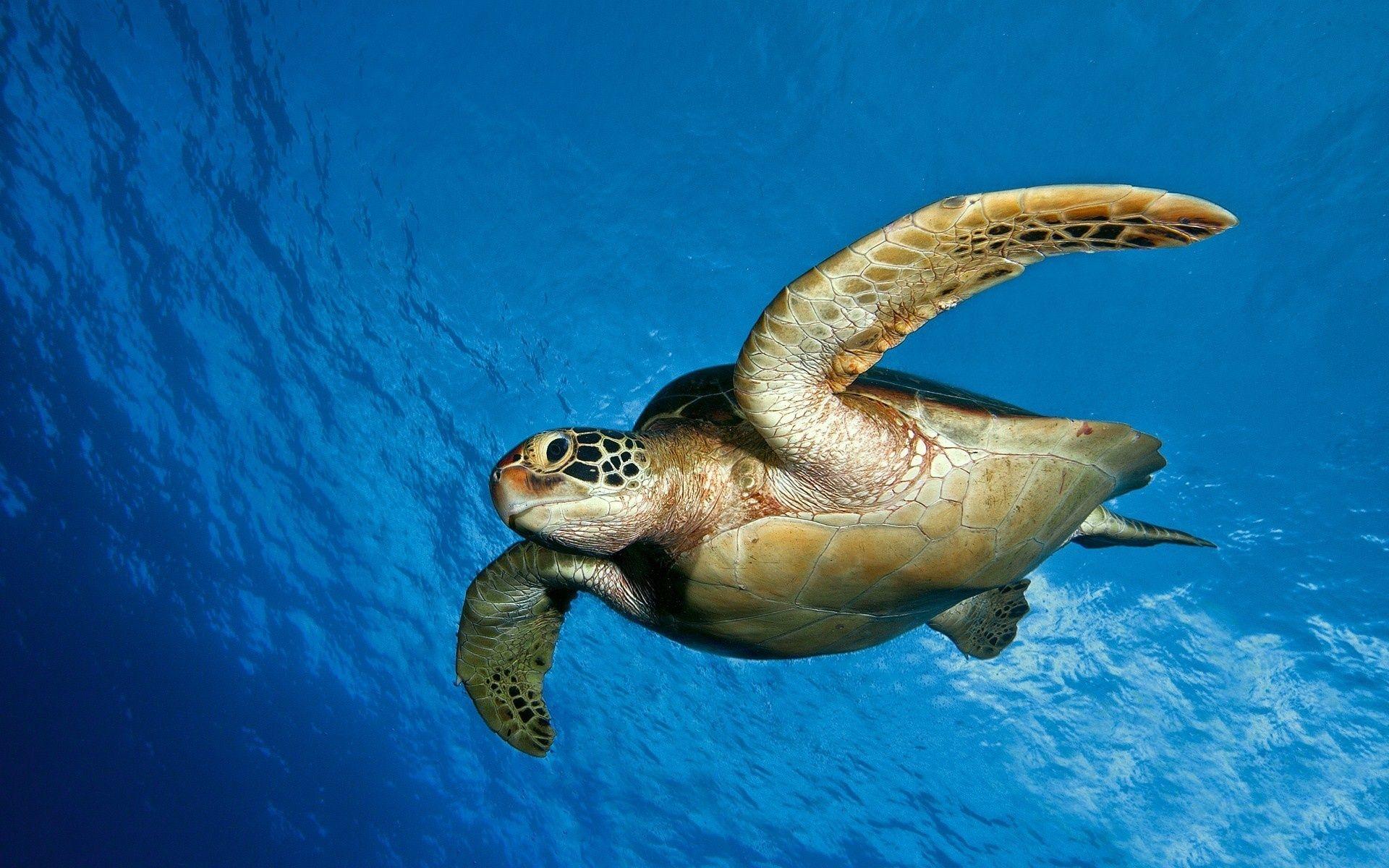 1920x1200 Sea Turtle Wallpaper