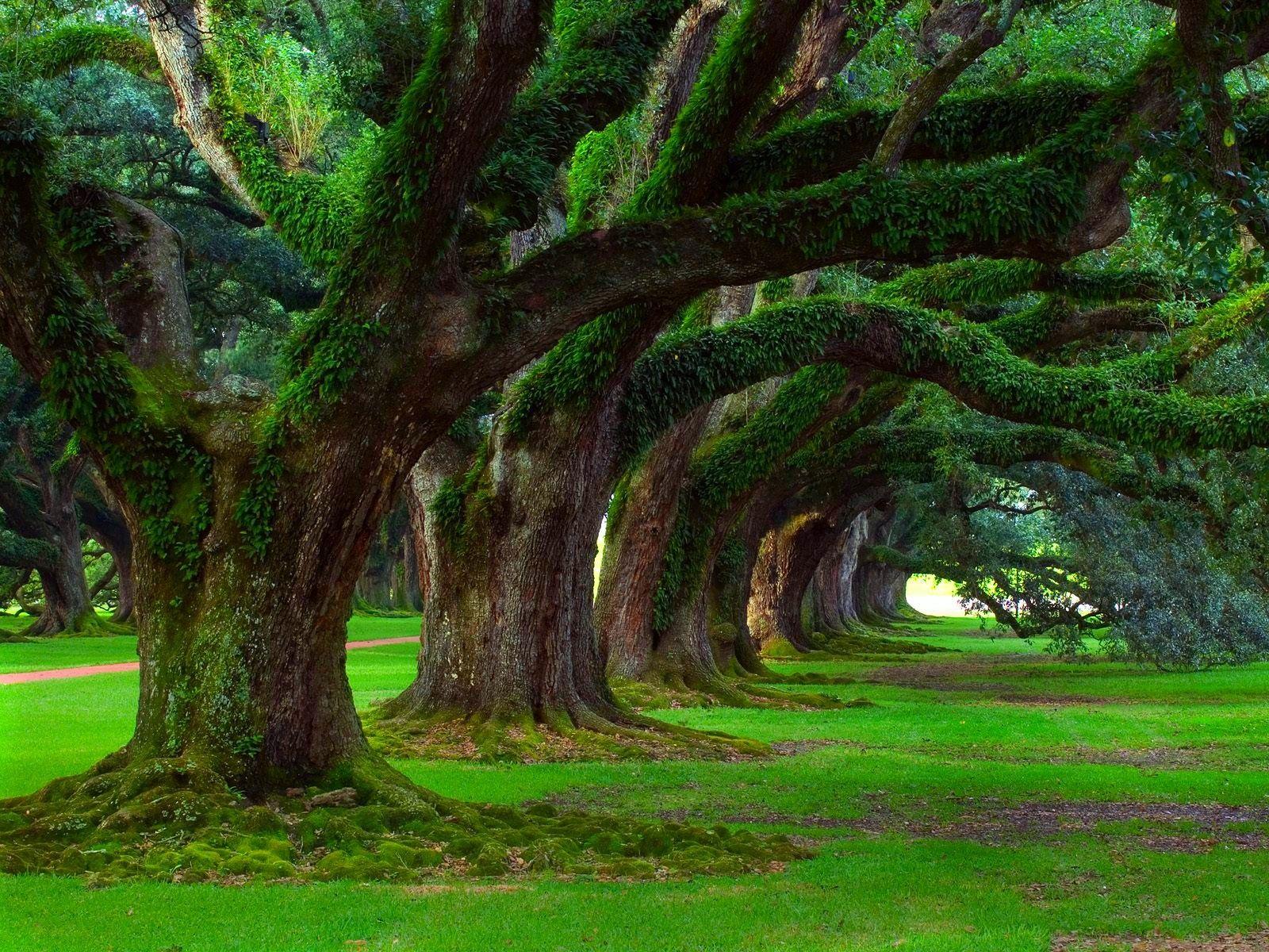 1600x1200 #landscape, #green, #grass, #moss, #ancient, #oak trees, #nature, # trees, wallpaper HD Wallpaper