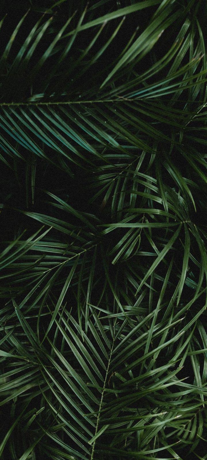 720x1600 Palm Leaves Branches Wallpaper - [720x1600]