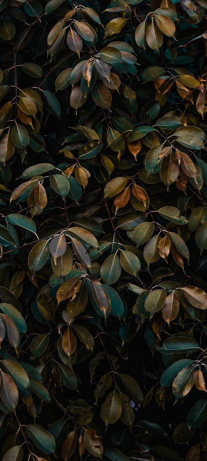 720x1600 Leaves Bushes Plant Wallpaper Wallpaper