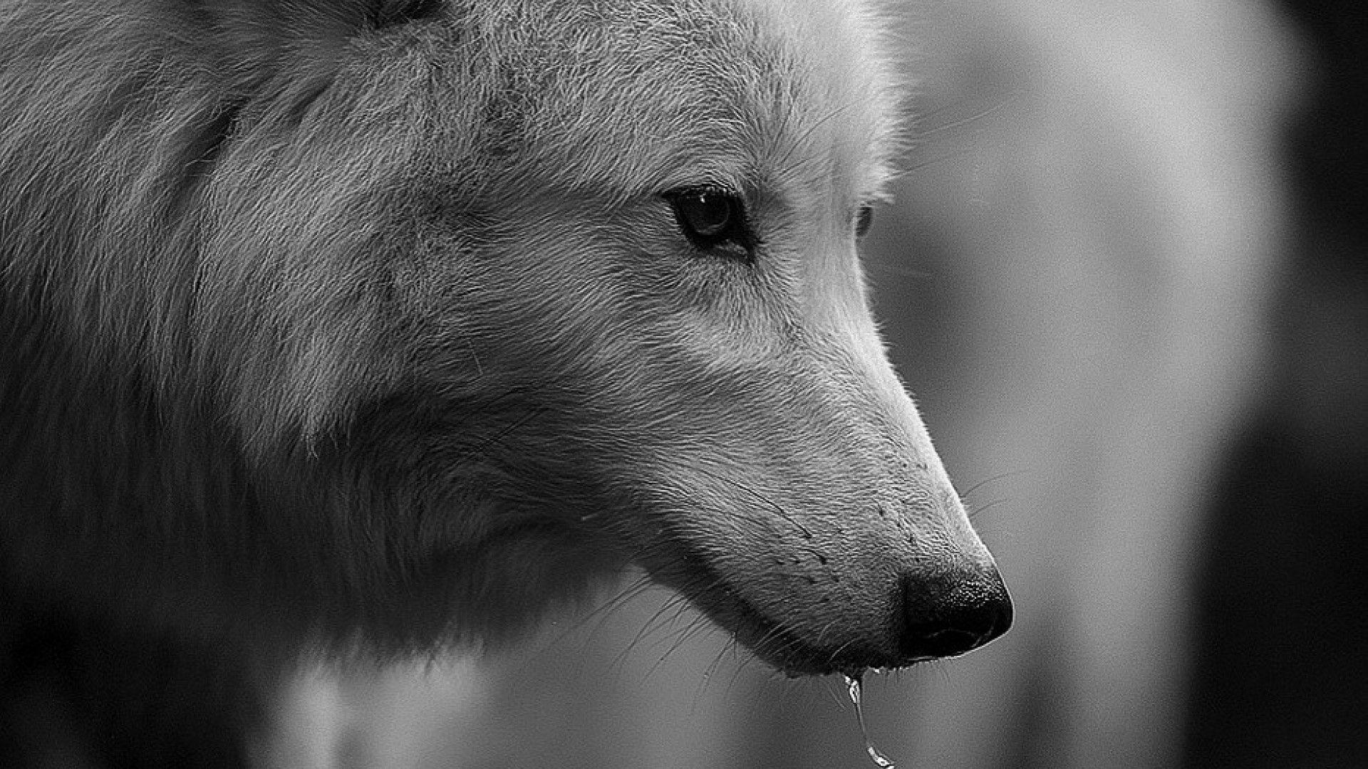 1920x1080 Dire Wolf Wallpaper. Beautiful Wolf Wallpaper, Awesome Wolf Wallpaper and Pretty Wolf Wallpaper