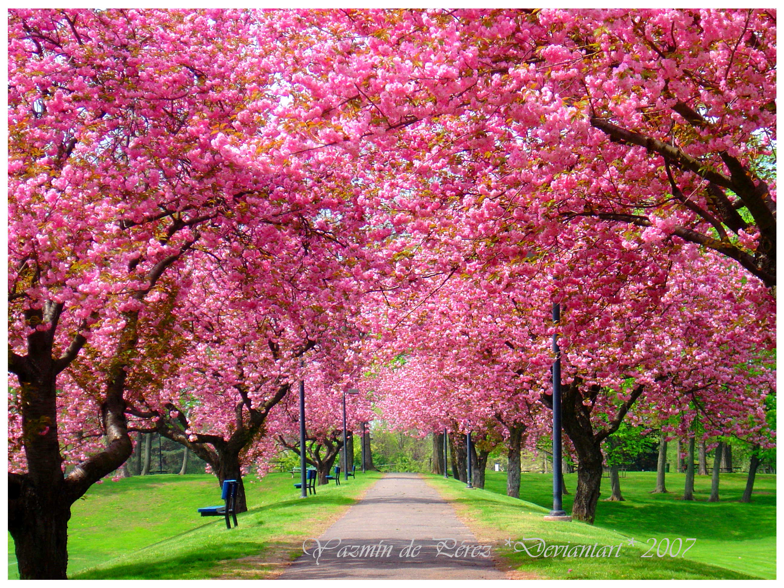 Spring Trees Wallpapers - Top Free Spring Trees Backgrounds -  WallpaperAccess