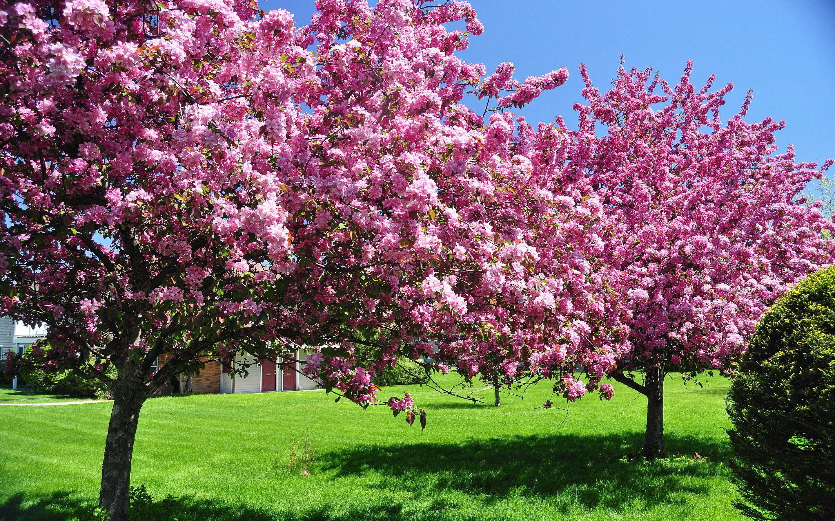Spring Trees Wallpapers - Top Free Spring Trees Backgrounds