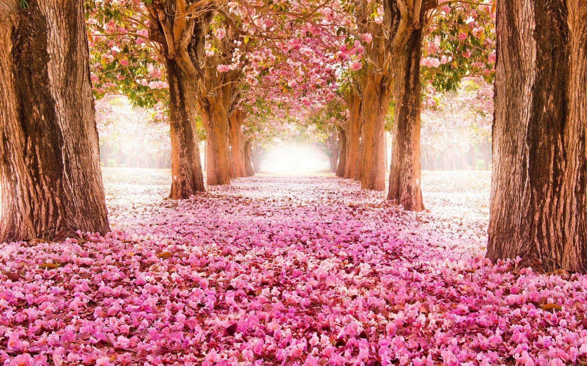 Flower Tree Wallpapers - Top Free Flower Tree Backgrounds - WallpaperAccess