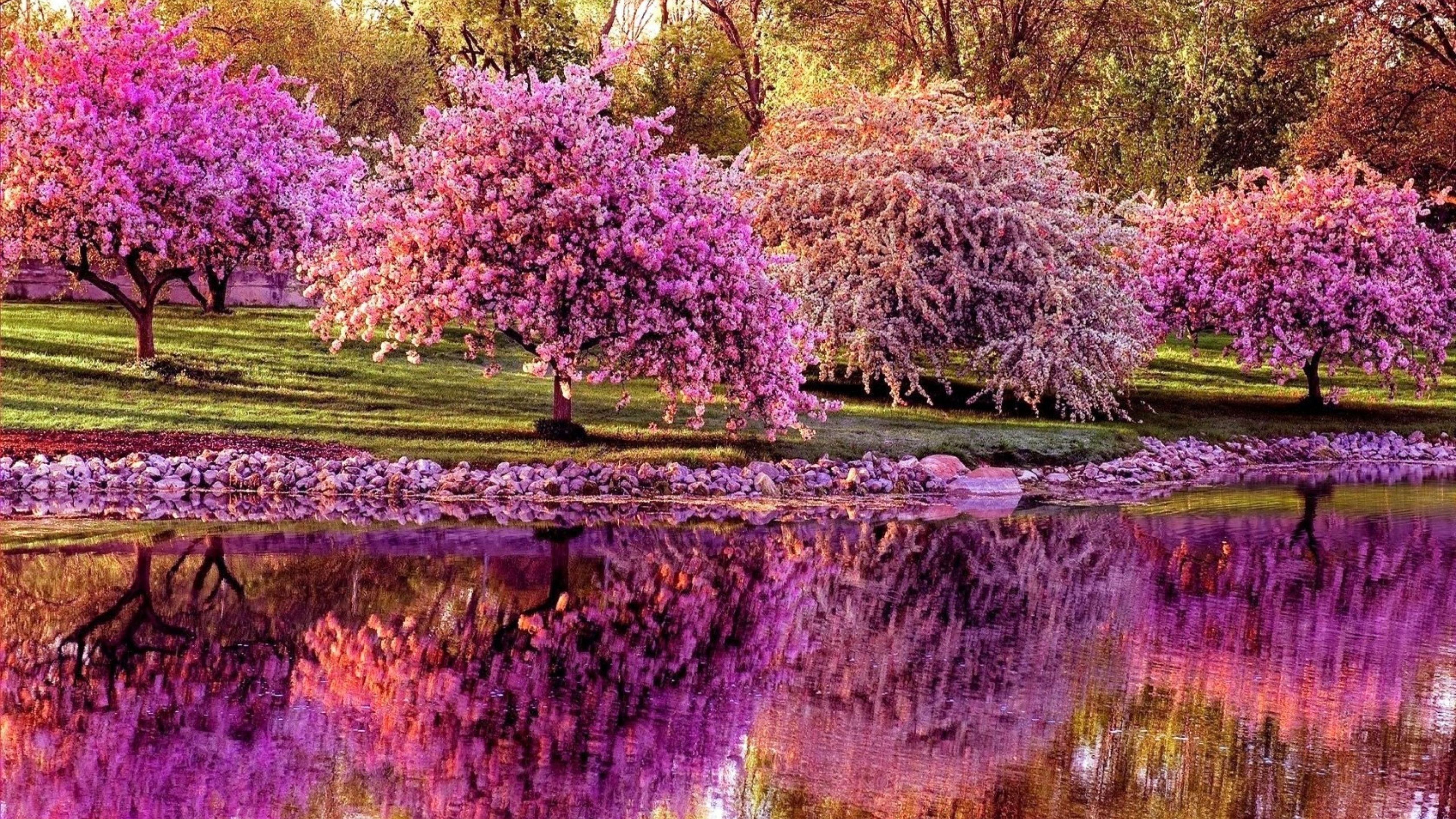 Spring Tree Wallpapers » Arthatravel.com