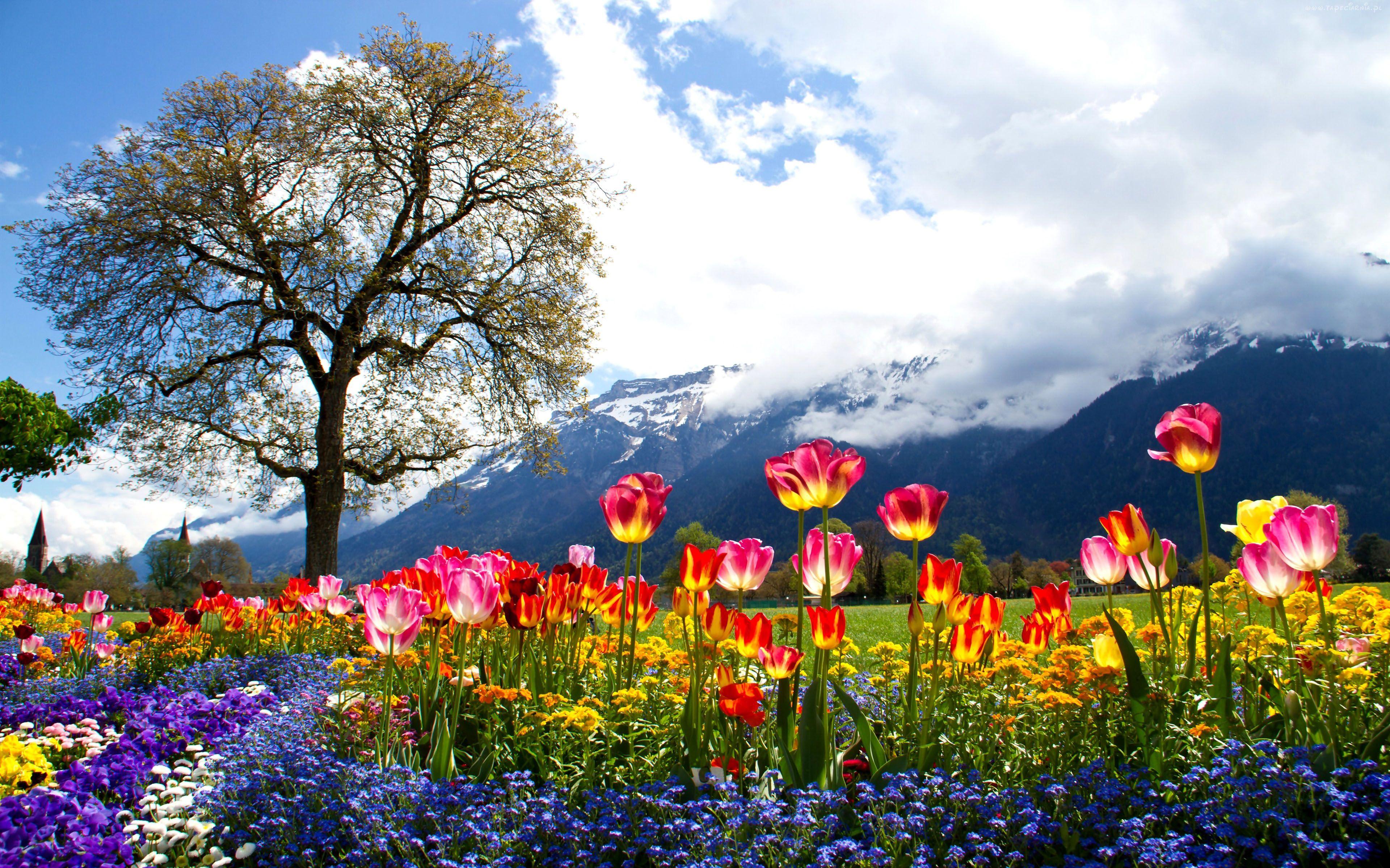  Spring Trees Wallpapers - Top Free Spring Trees Backgrounds ...