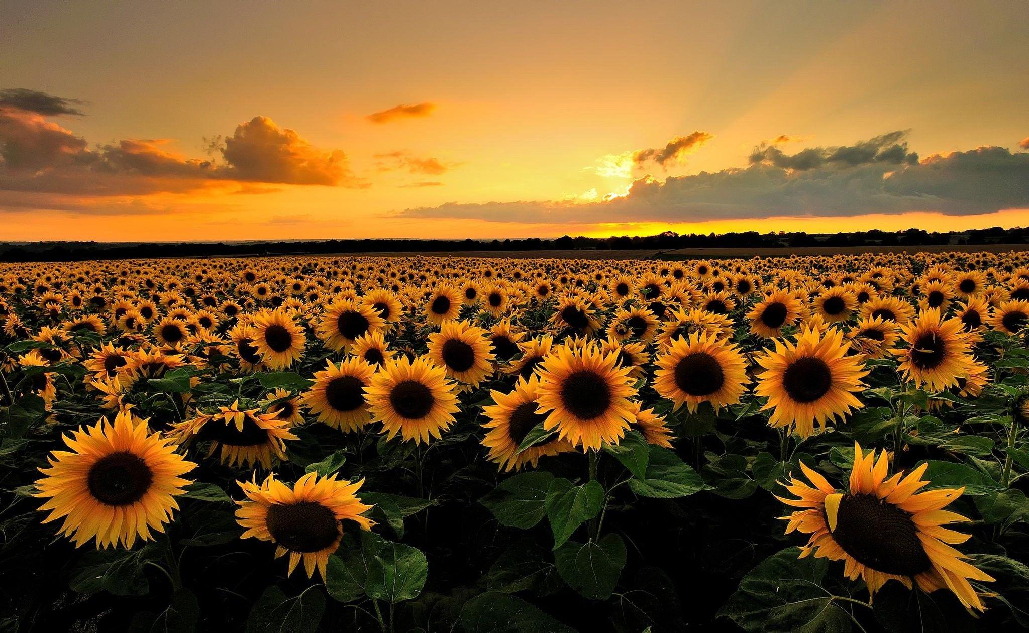 49 Sunflower Desktop Wallpaper  WallpaperSafari