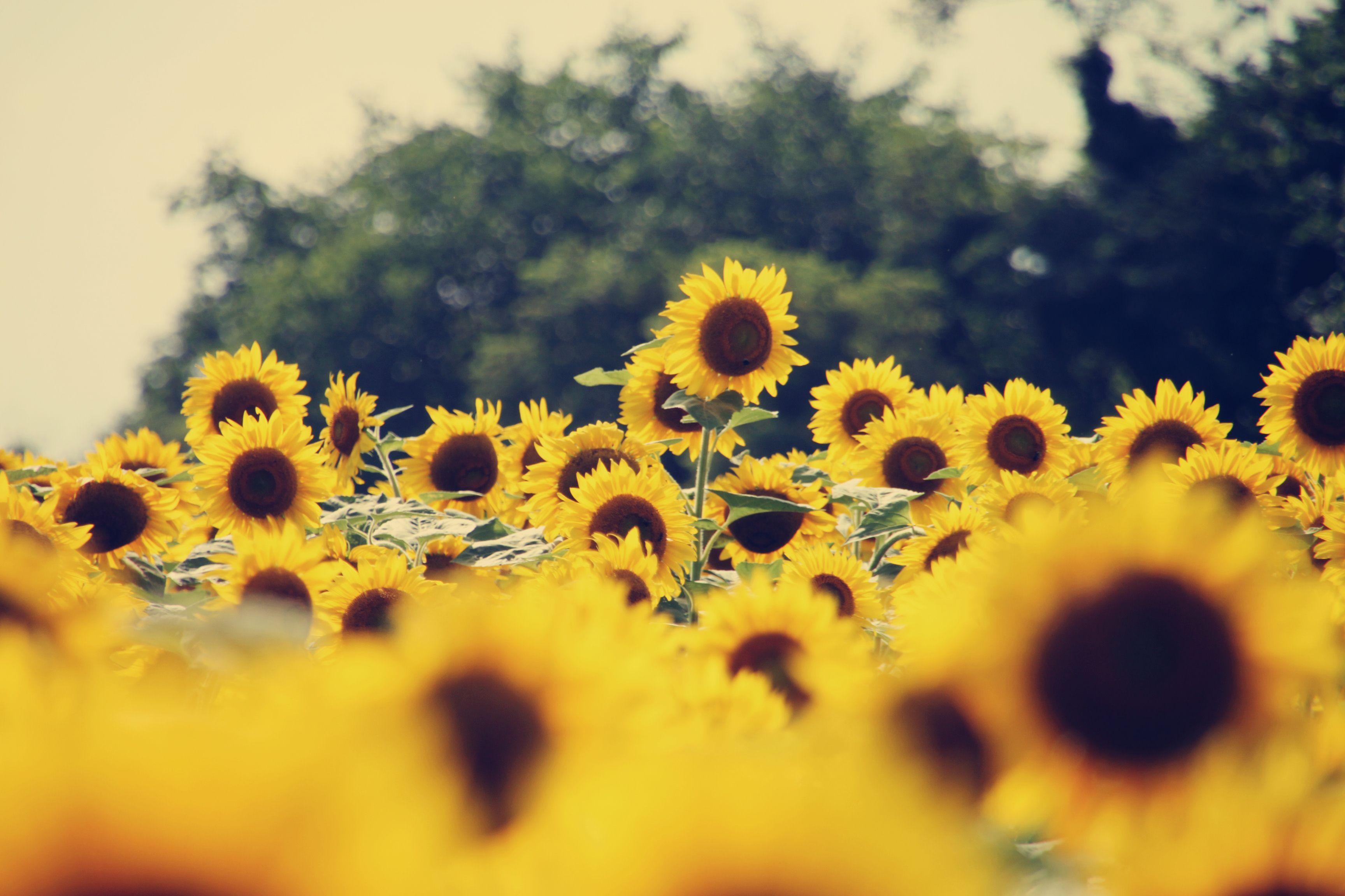 Desktop Background Sunflower Background Aesthetic