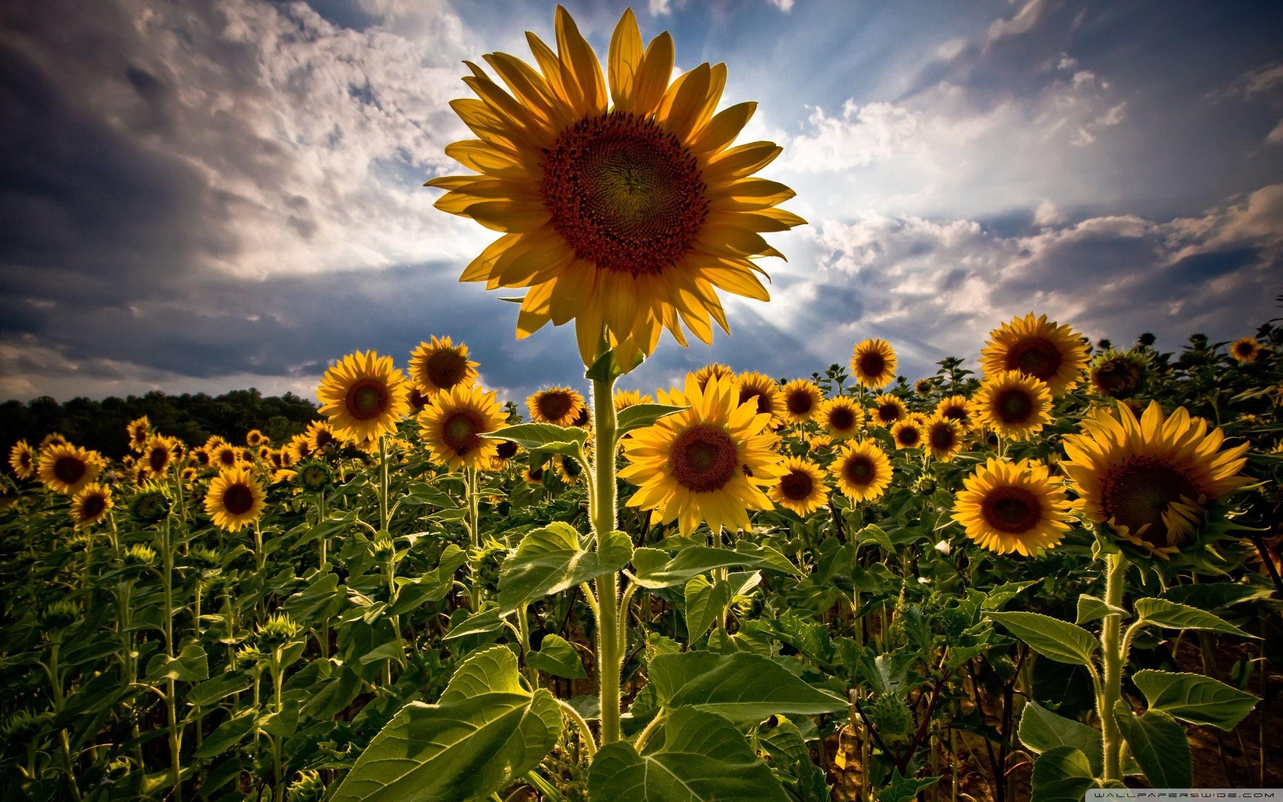 Sunflower Desktop Wallpapers Top Free Sunflower Desktop Backgrounds Sunflower Desktop Wallpapers Top Free Sunflower Desktop Backgrounds
