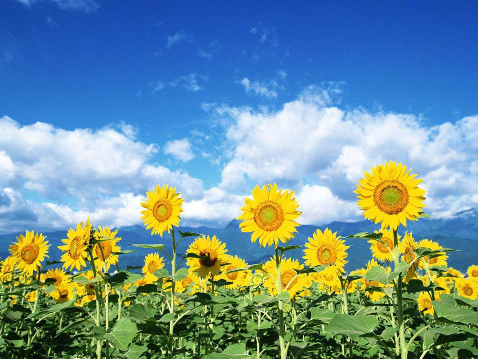 sunflower field wallpaper desktop