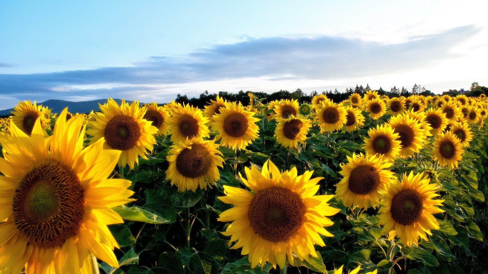 Sunflower Desktop Wallpapers - Top Free Sunflower Desktop ...