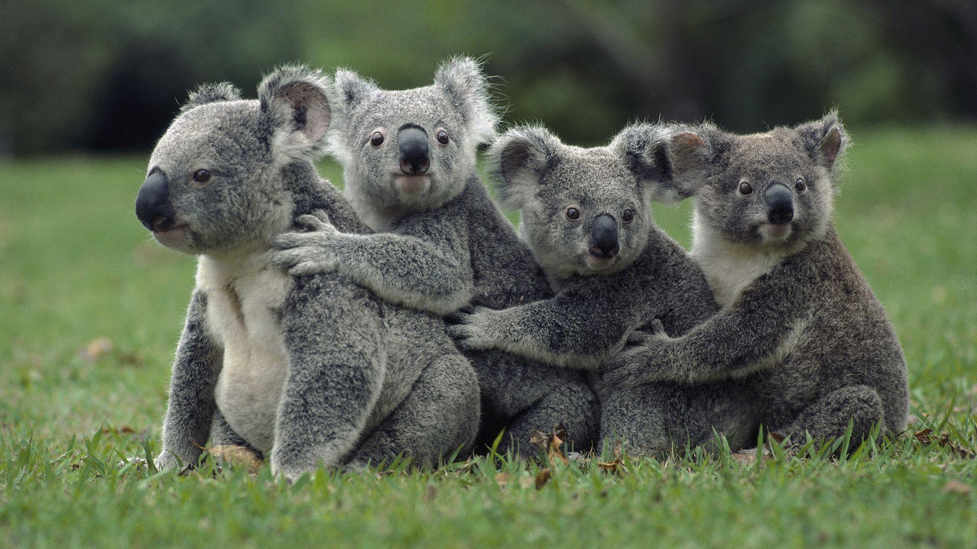 1920x1080 Koala Bear Wallpaper for Desktop. Koala Wallpaper, animals