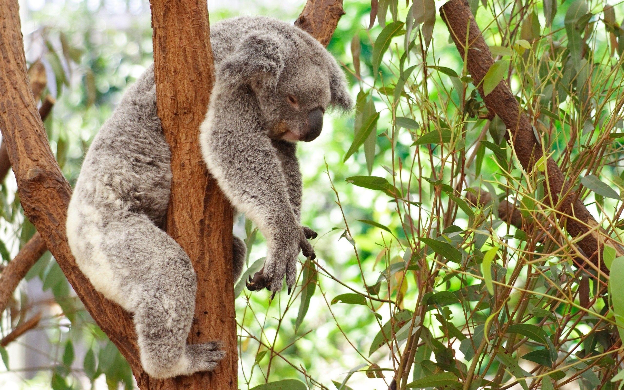 2560x1600 Koala Bear Wallpaper
