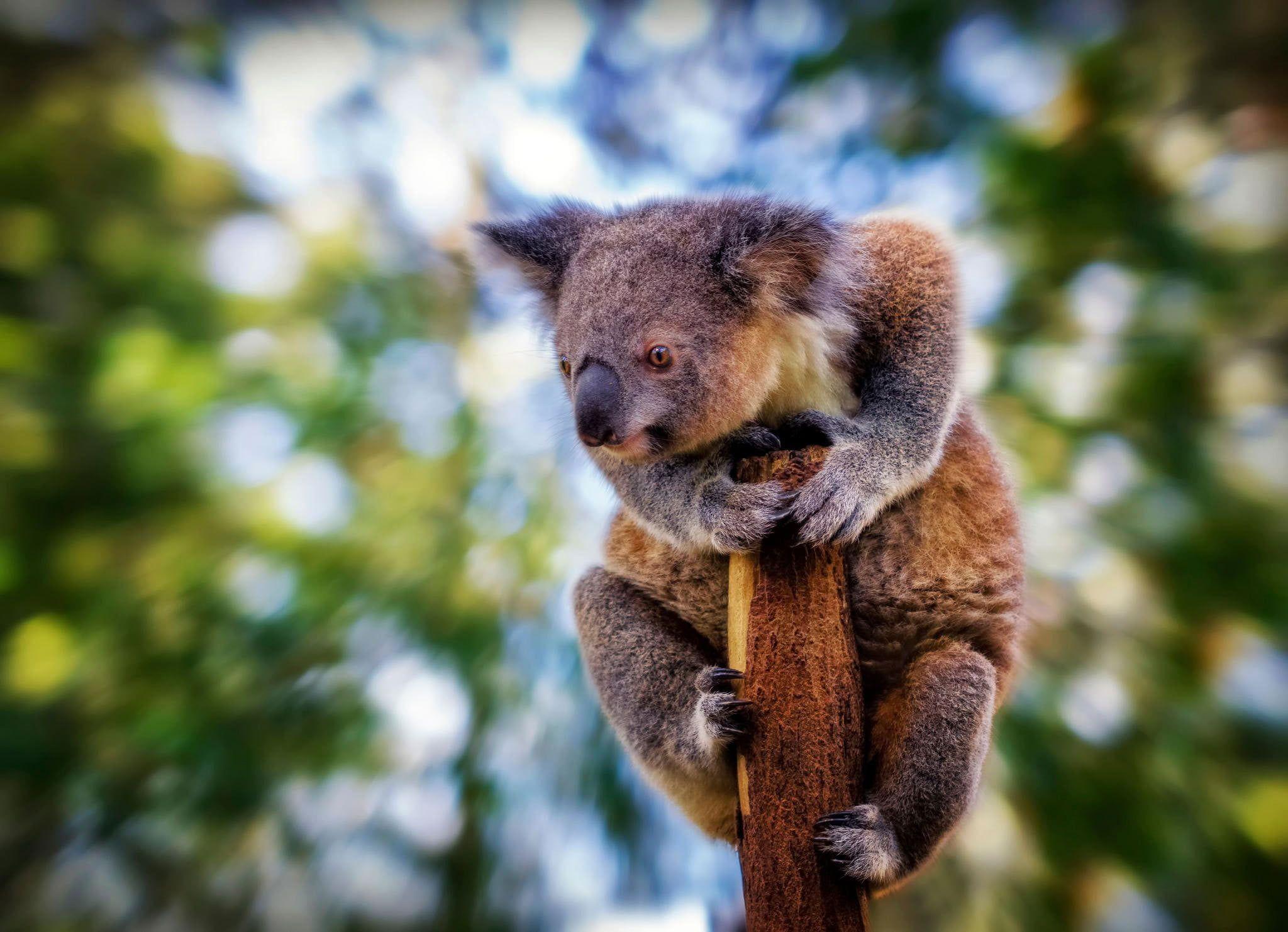 2048x1482 Selective focus photography of koala bear HD wallpaper. Wallpaper