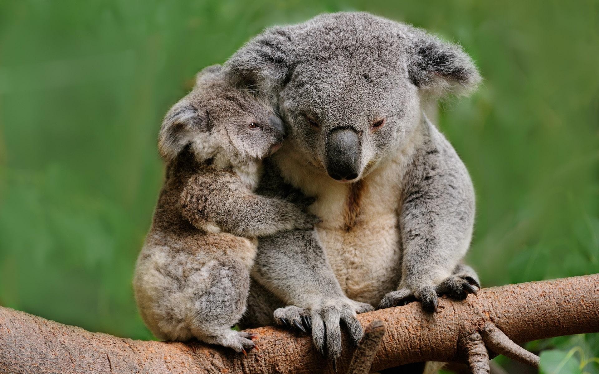 Koala Bear Wallpapers - Top Free Koala Bear Backgrounds - WallpaperAccess