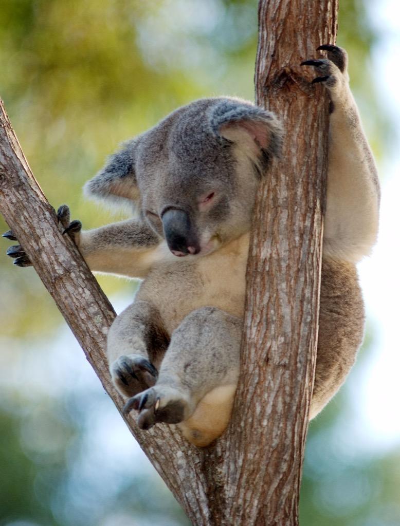 778x1024 Koala bears Wallpaper HD FREE for Android