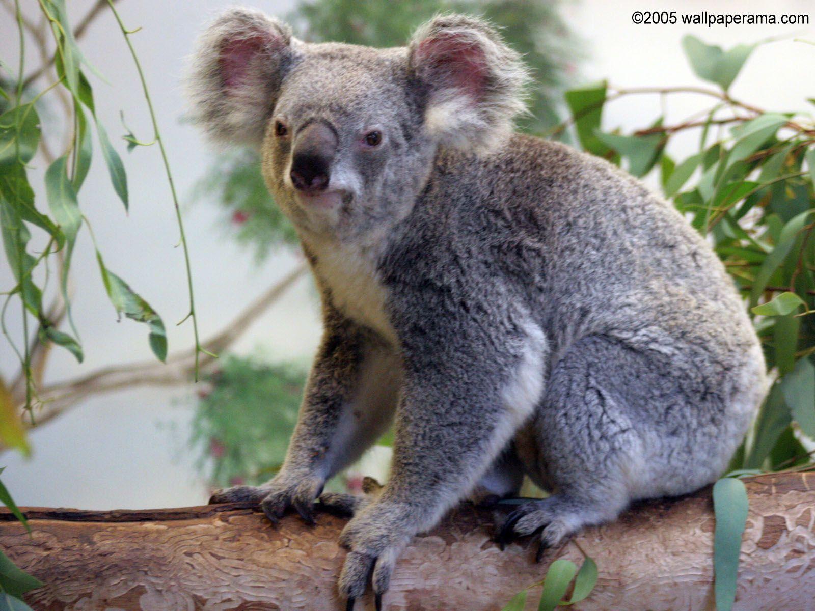 1600x1200 Koala Bear Wallpaper