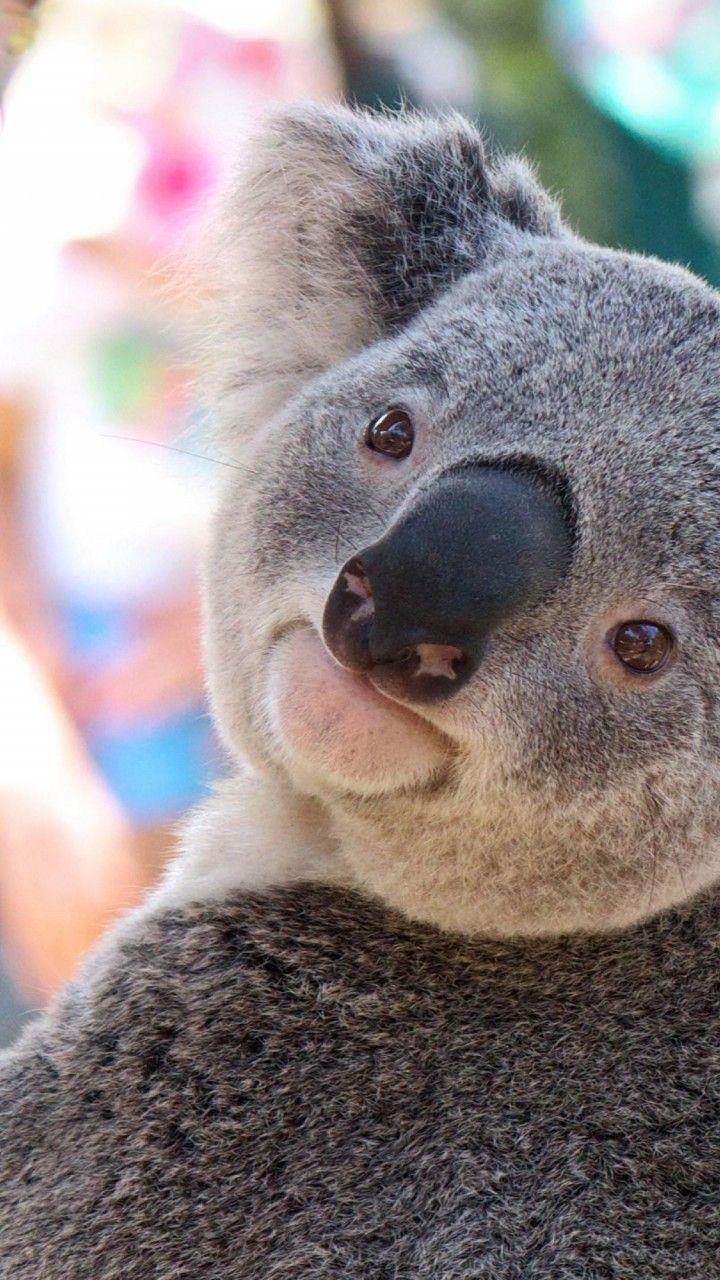 720x1280 Koala Wallpaper 27874
