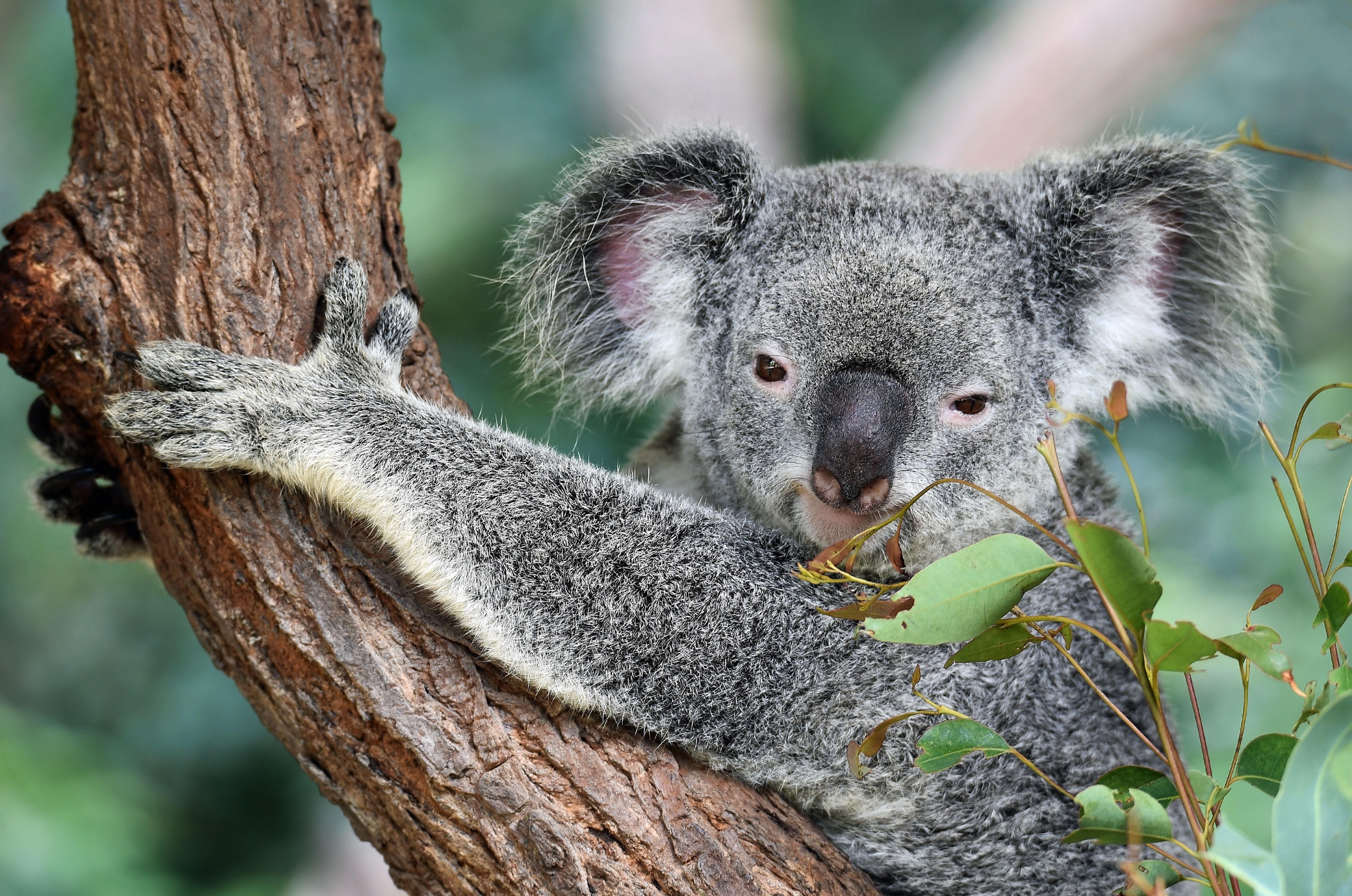 4989x3309 Koala Bear Picture. Download Free Image