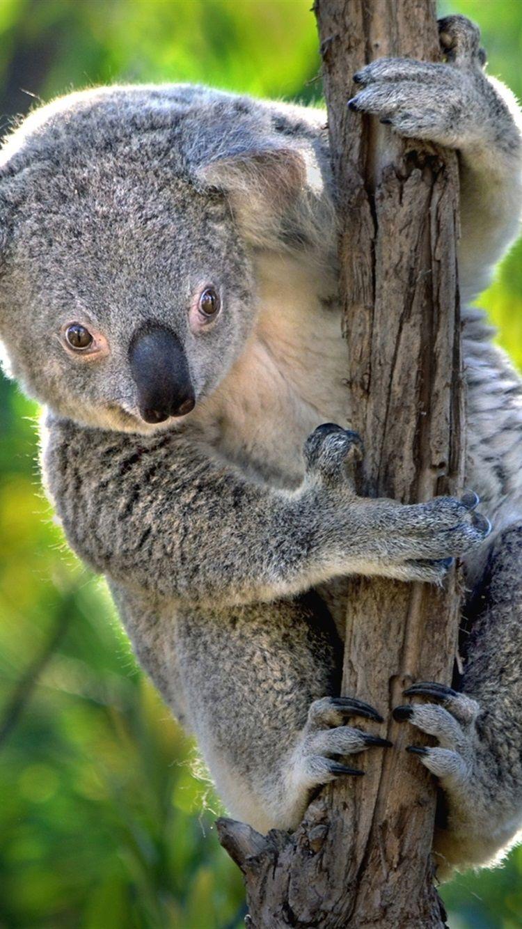 Koala Bear Wallpapers - Top Free Koala Bear Backgrounds - WallpaperAccess