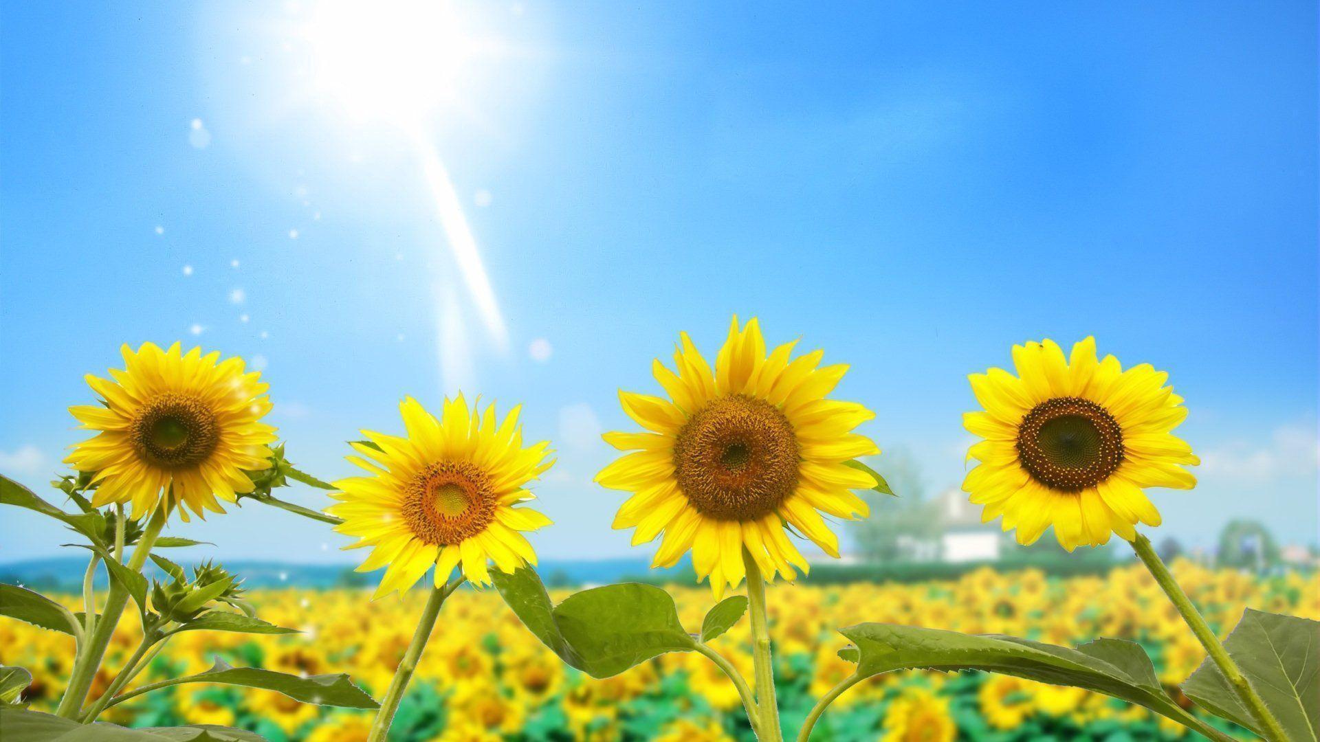 1920x1080 Sunflower Wallpaper Desktop