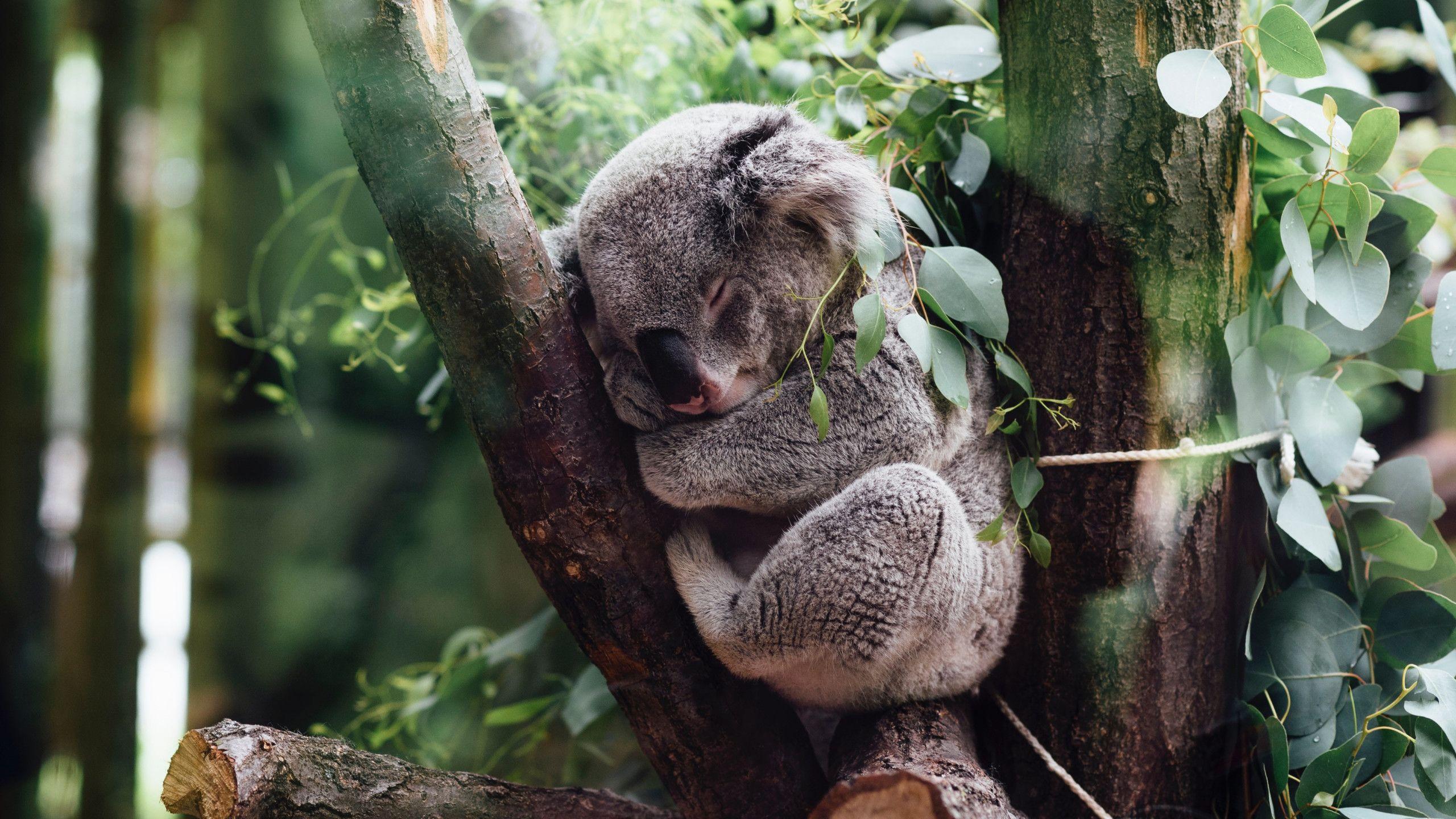 2560x1440 Download wallpaper: Koala bear 2560x1440