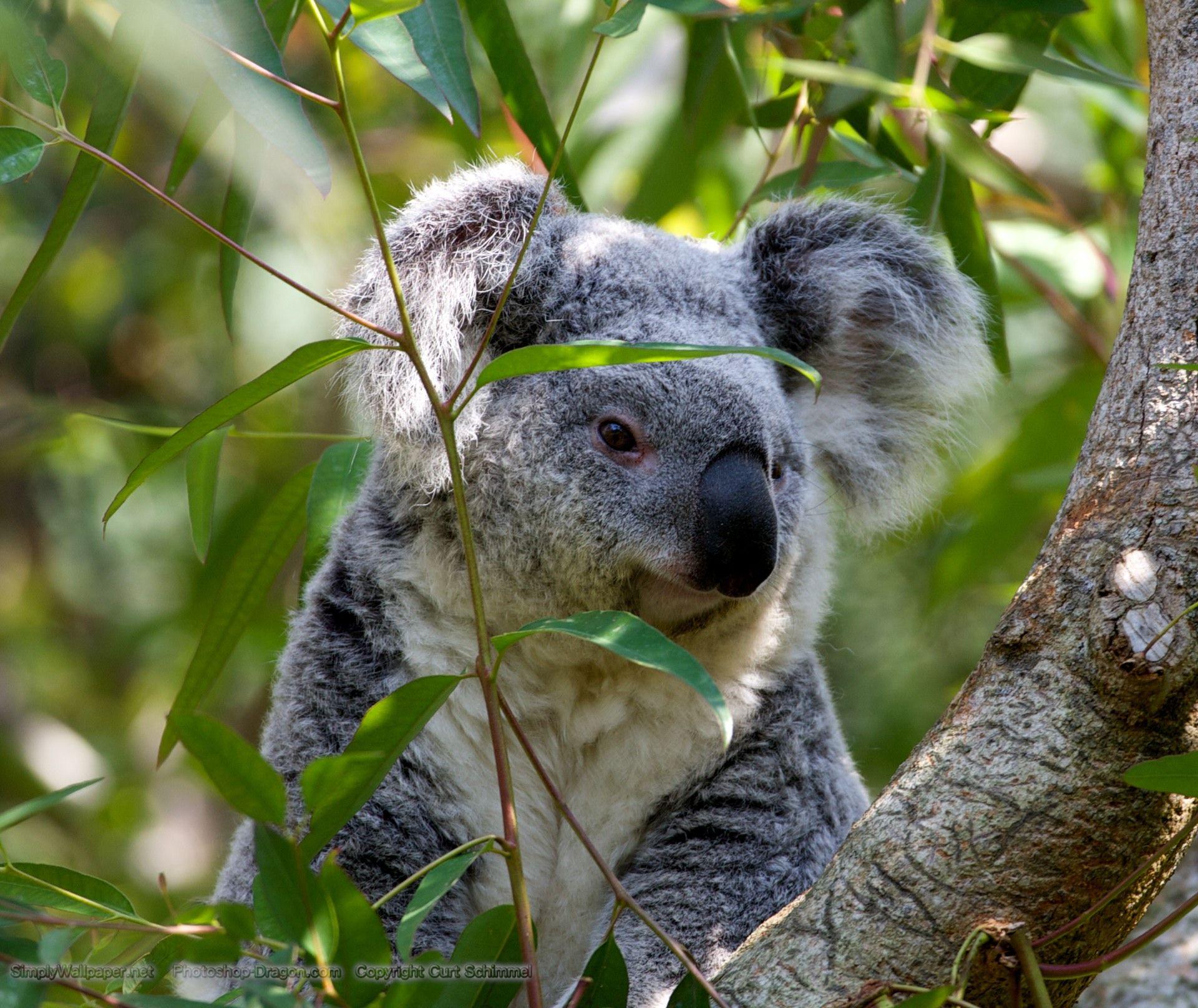 1920x1616 Free download Koala Bear wallpaper Click picture for high