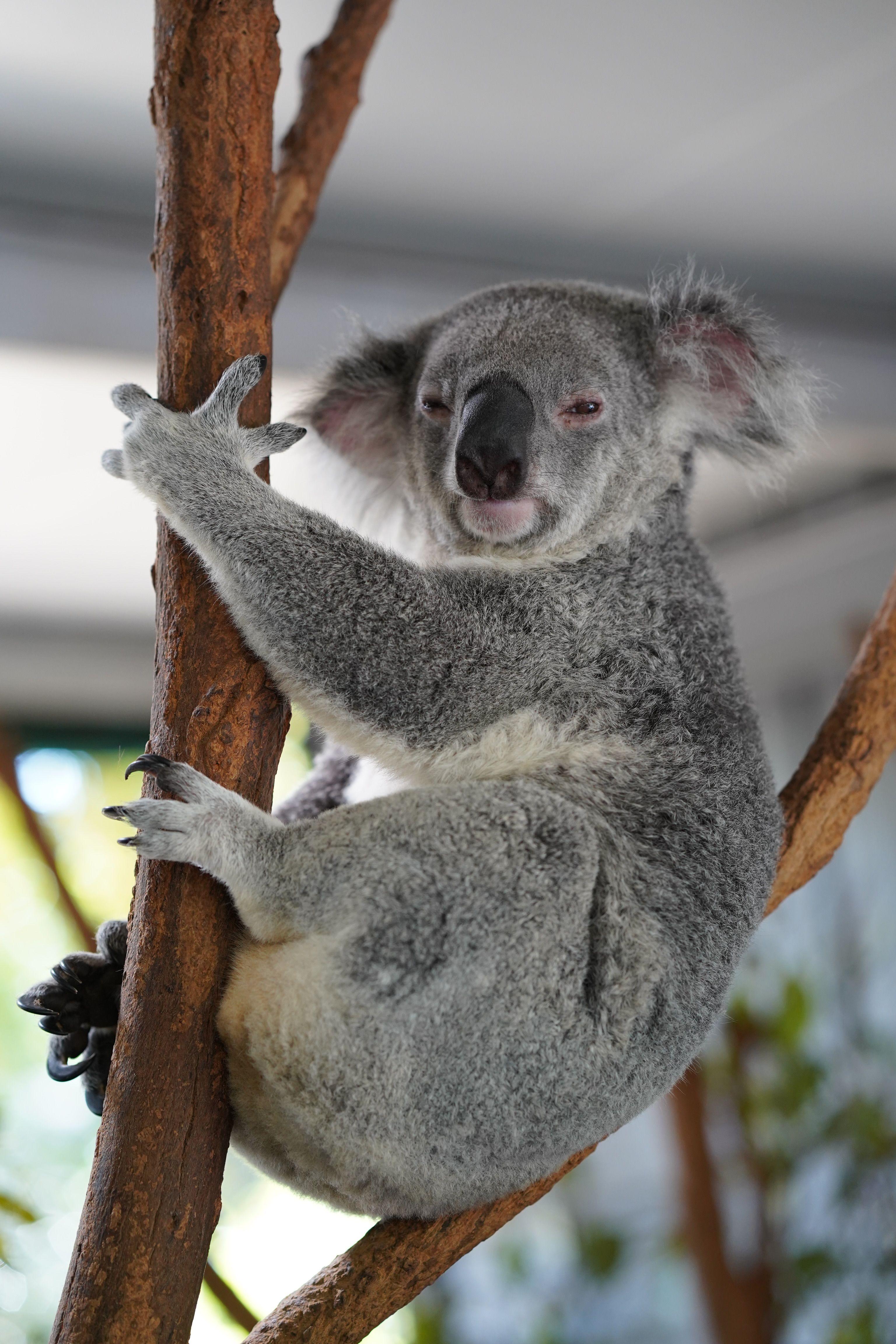 3072x4608 Koala Bear Picture. Download Free Image