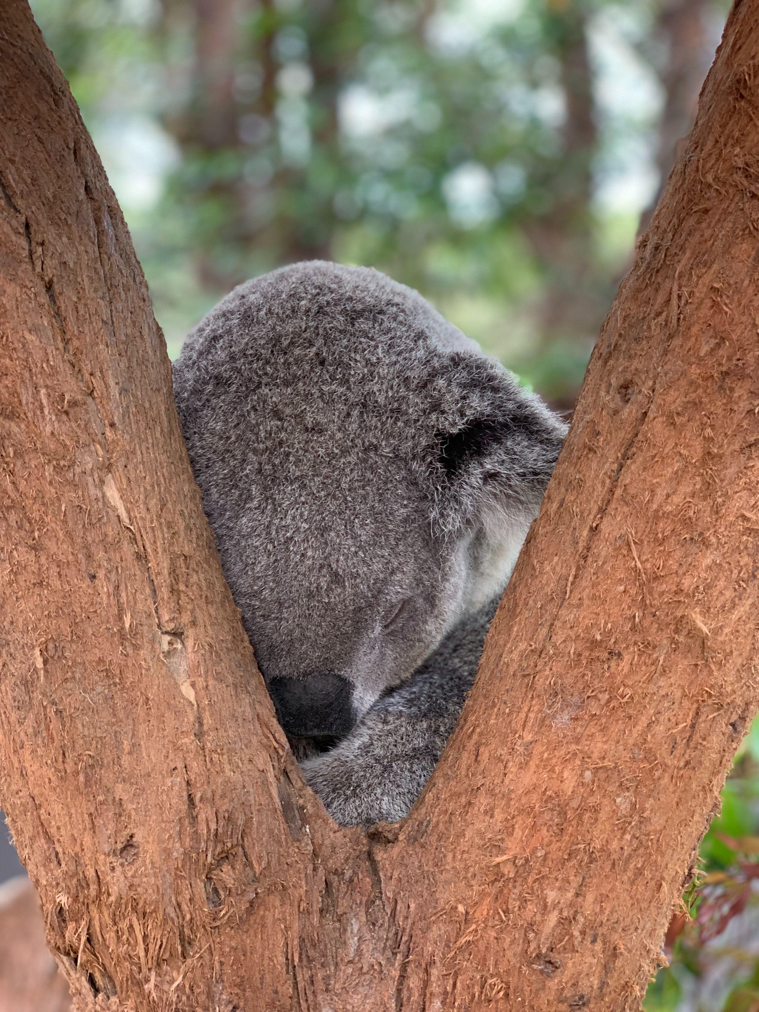 3024x4032 Photo of Koala Bear Sleeping on Tree · Free