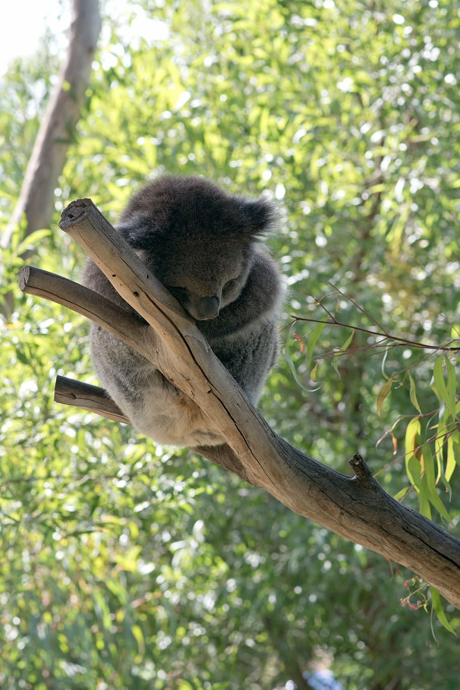 910x1365 HD wallpaper: koala, koala bear, sleeping, cute, animal, wildlife