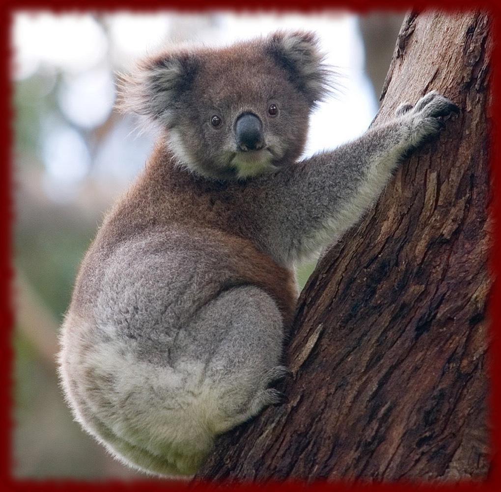 1020x1003 Koala Bears wallpaper for Android