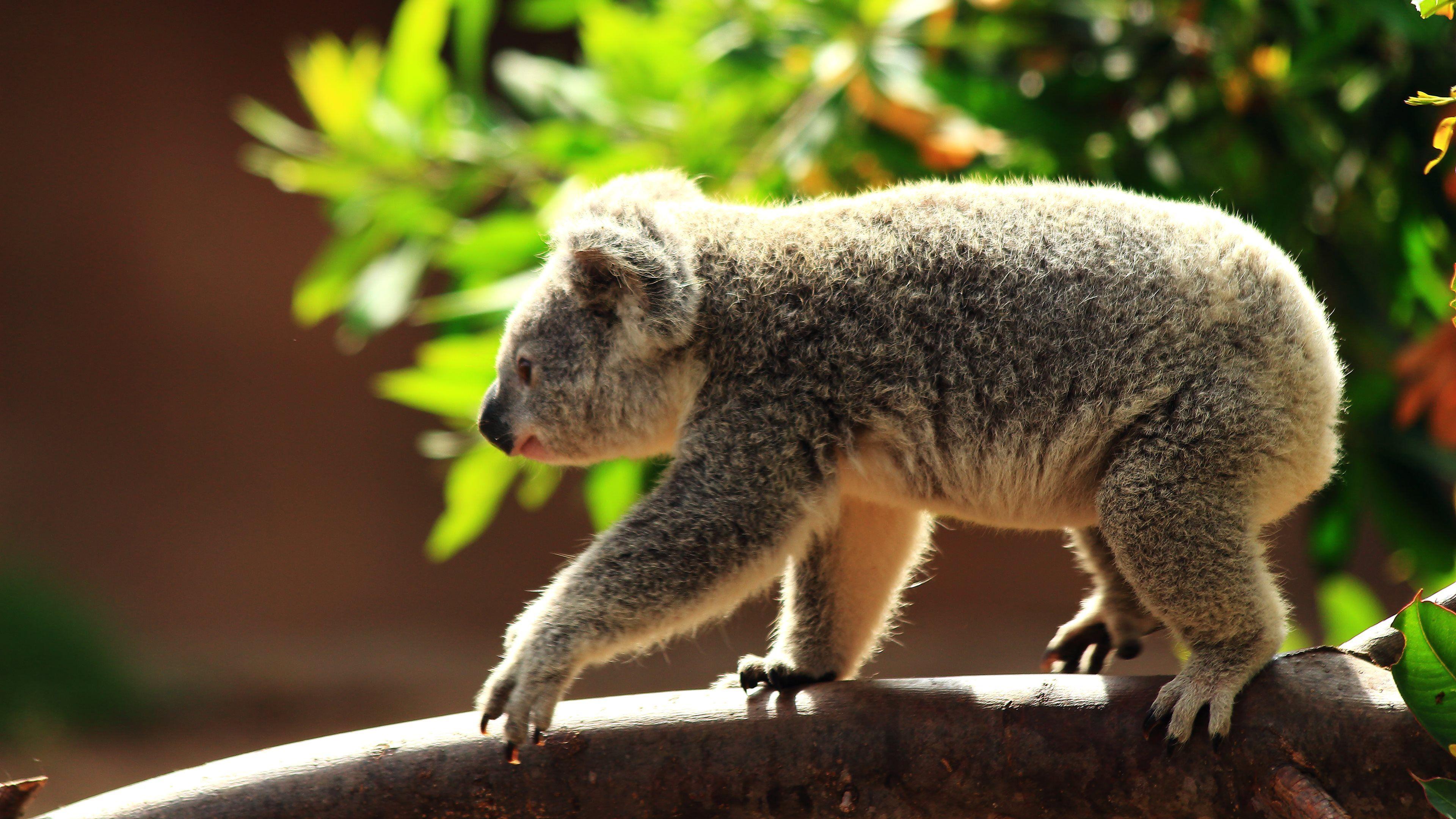 3840x2160 Wonderful HD Koala Wallpaper