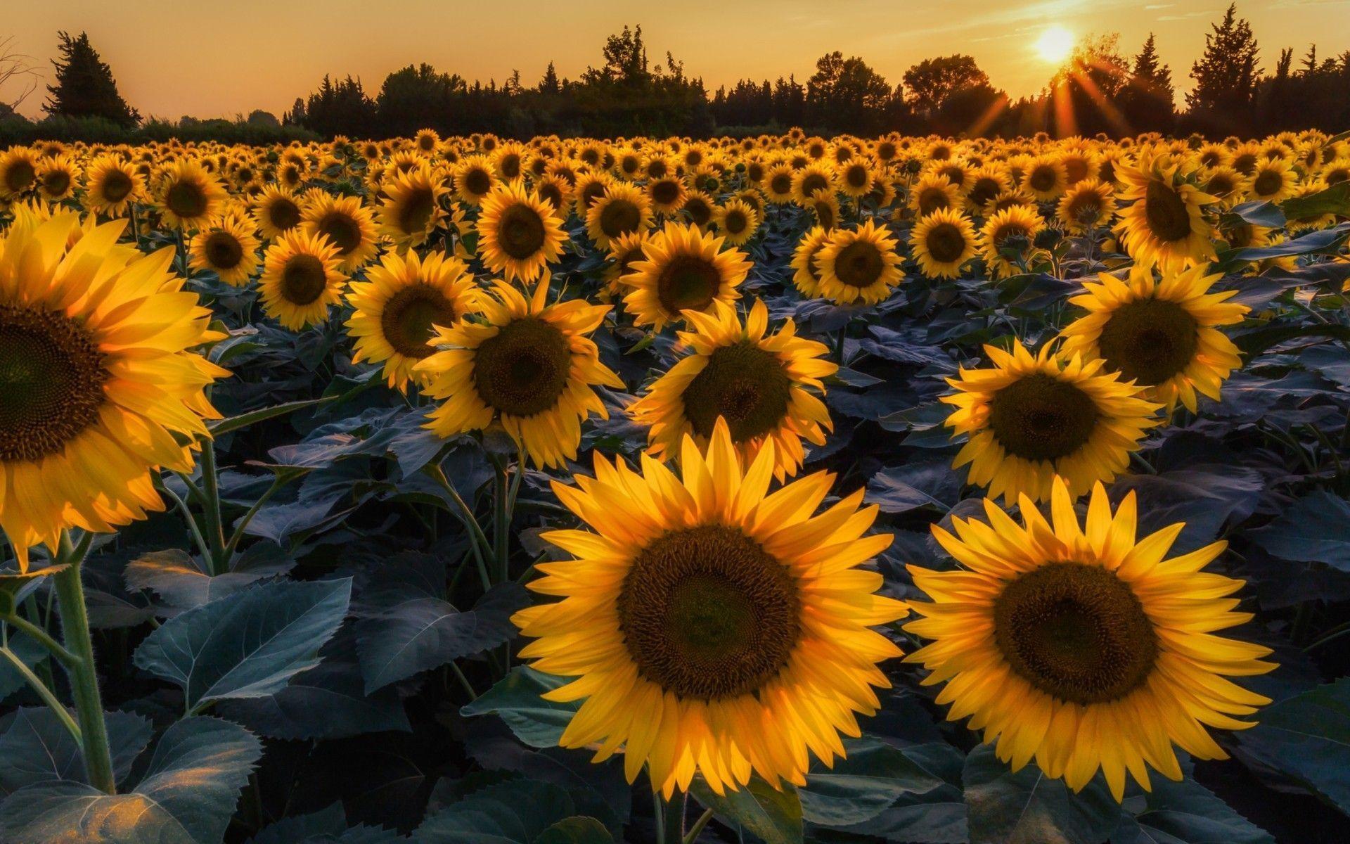 vintage sunflower backgrounds