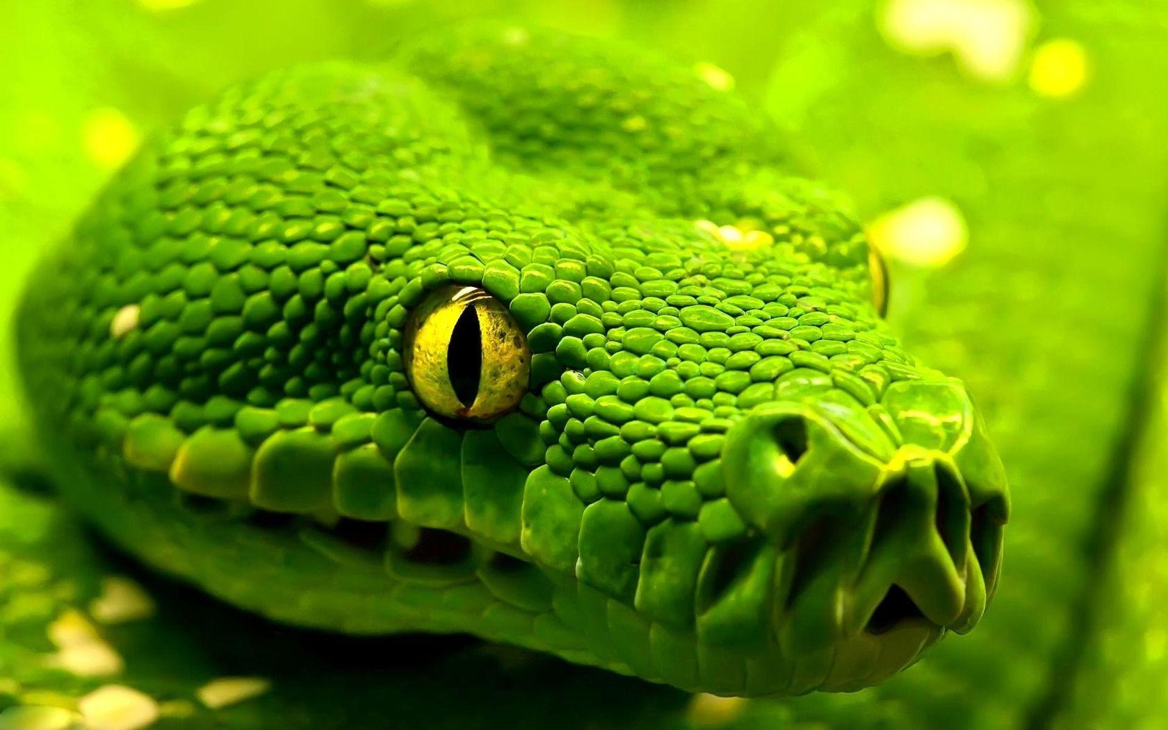 1680x1050 Can You Name The Snake?. Snake wallpaper, Green anaconda, Snake
