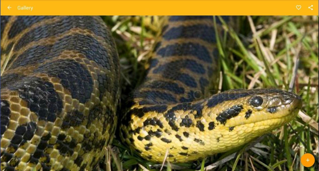 1268x683 Yellow Anaconda Snake Wallpaper for Android