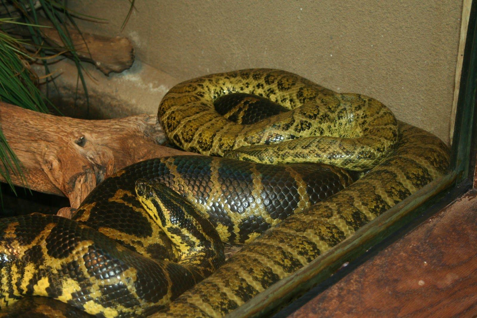 1600x1067 jungle life: yellow anaconda snake wallpaper & image