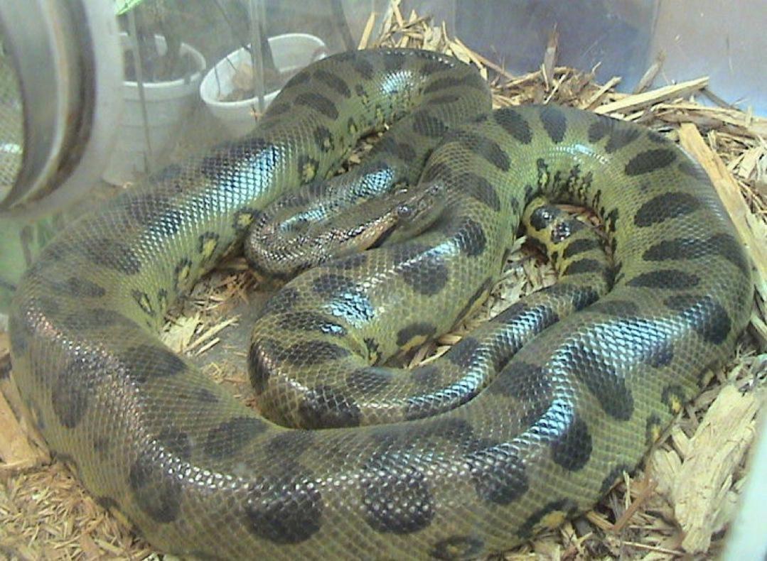 1079x790 Anaconda Snakes Wallpaper Picture HD for Android