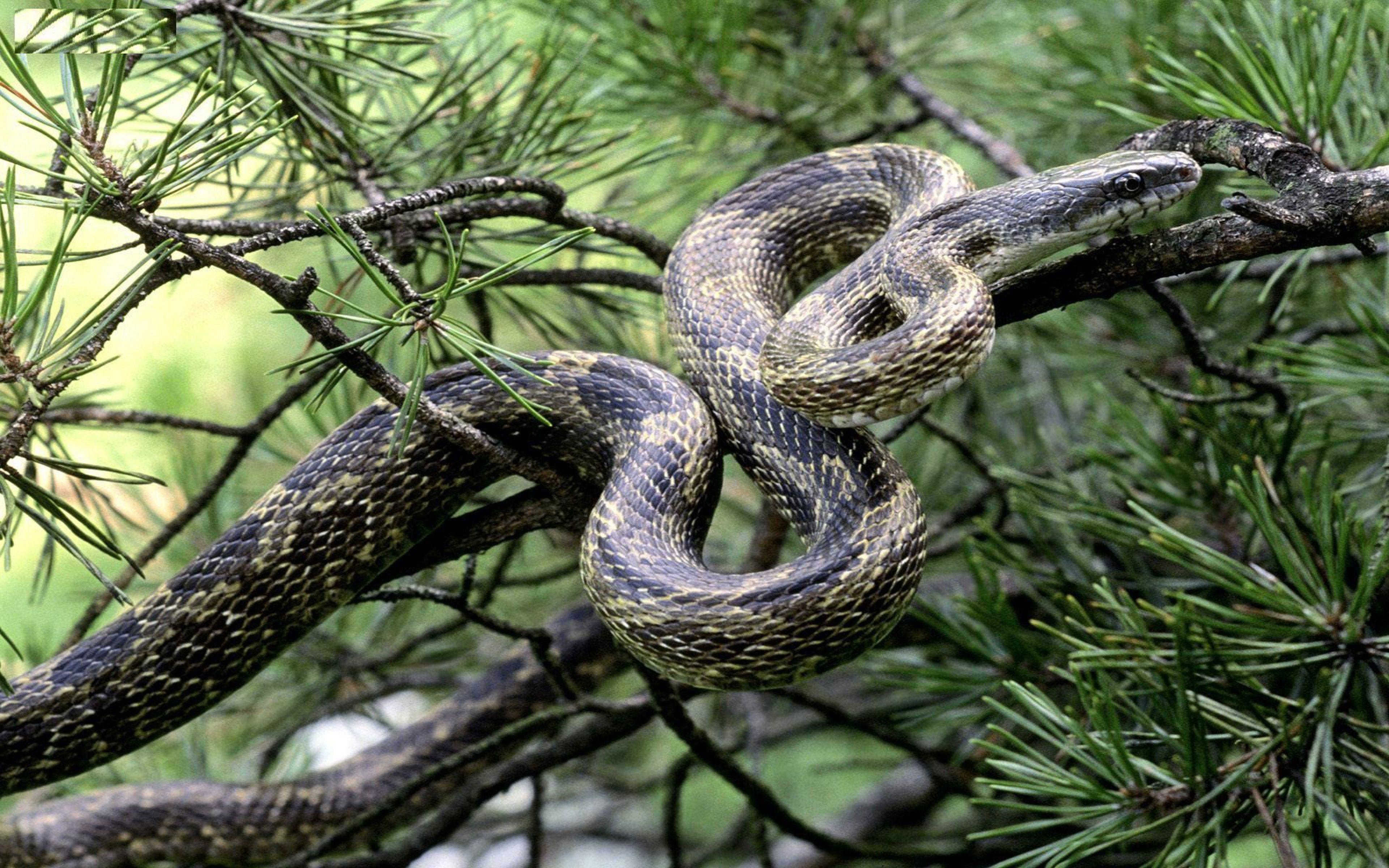 3840x2400 Snake Anaconda Wallpaper HD Free Download Superb HD Desktop Image