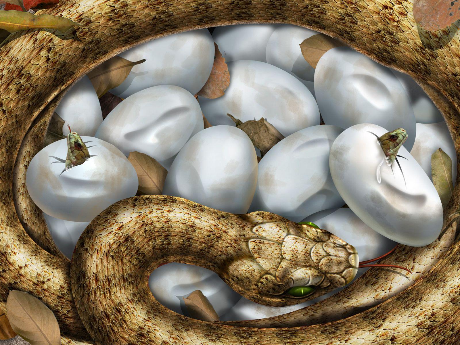 1600x1200 Desktop The Biggest Snakes Wallpaper Free Hd For Desktop