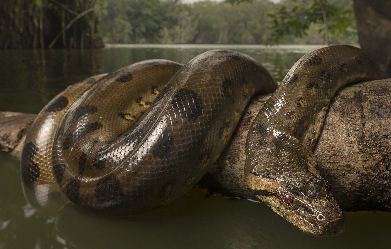 1332x850 Wallpaper river, snake, branch, Anaconda image for desktop