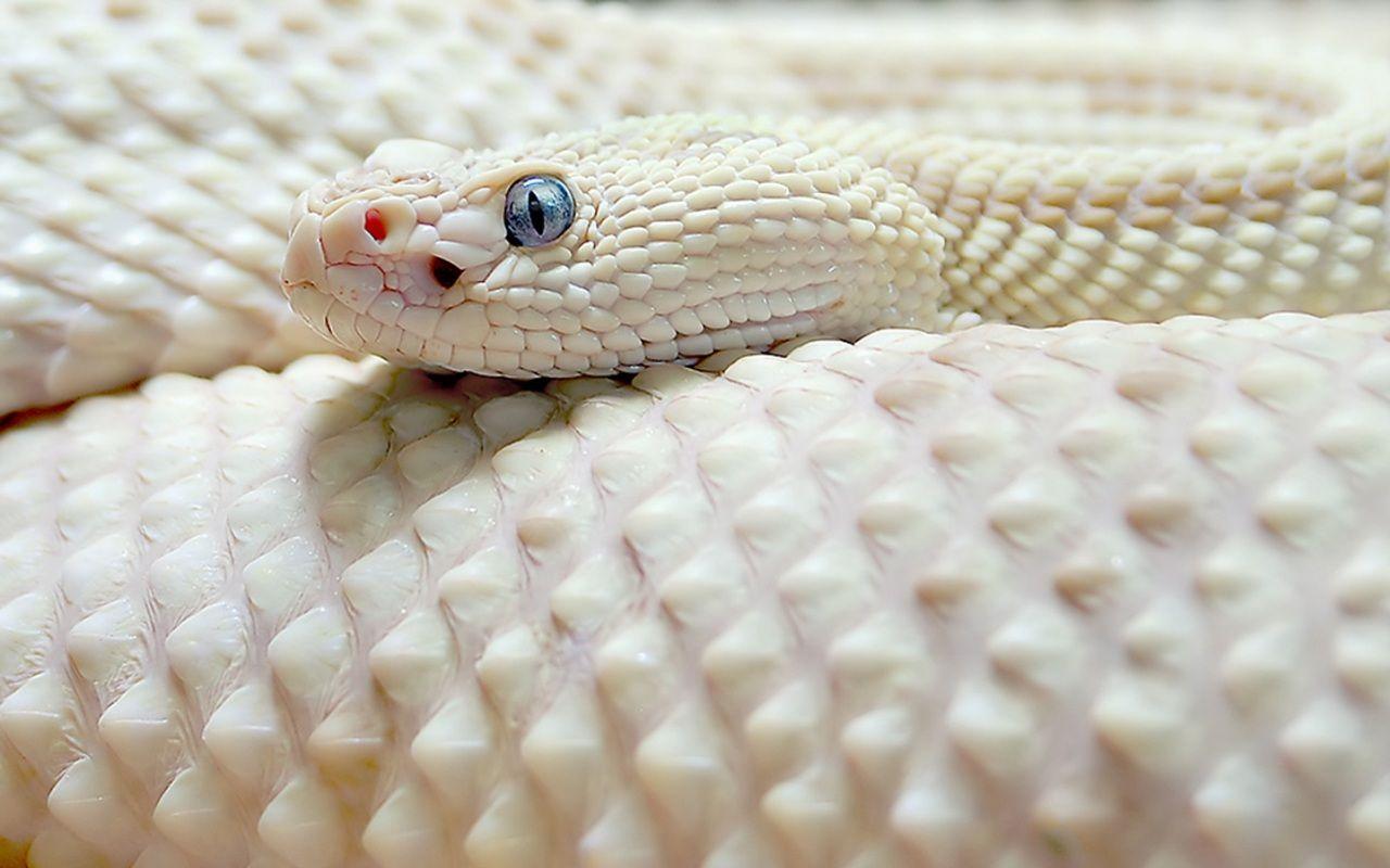 1280x800 Free download Anaconda Snake Wallpaper WideScreen High Resolution