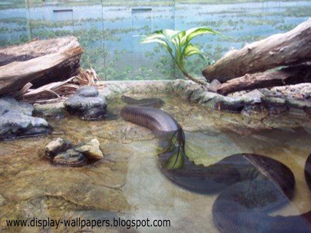 1024x768 Great Anaconda Snake Wallpaper