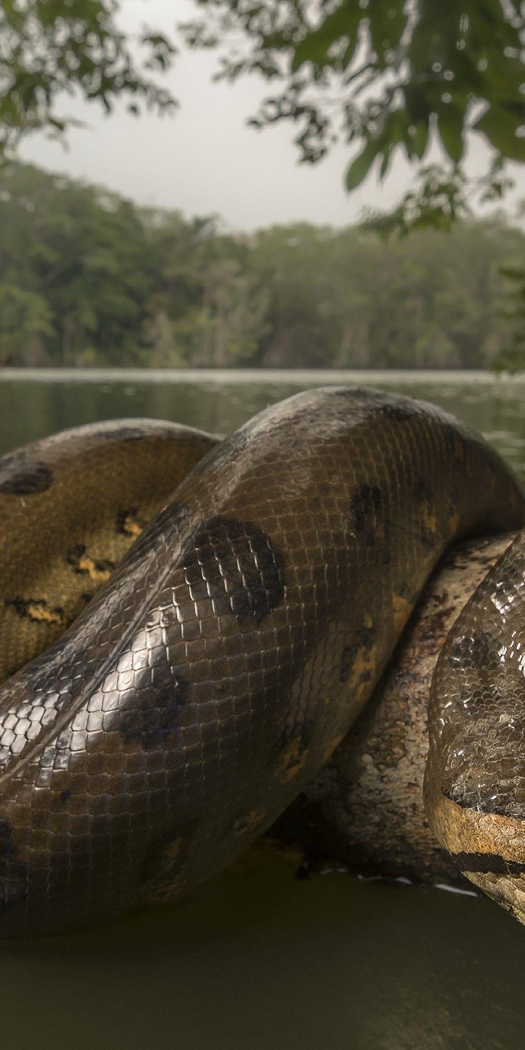 A is for Anaconda Science Alphabet main image 0