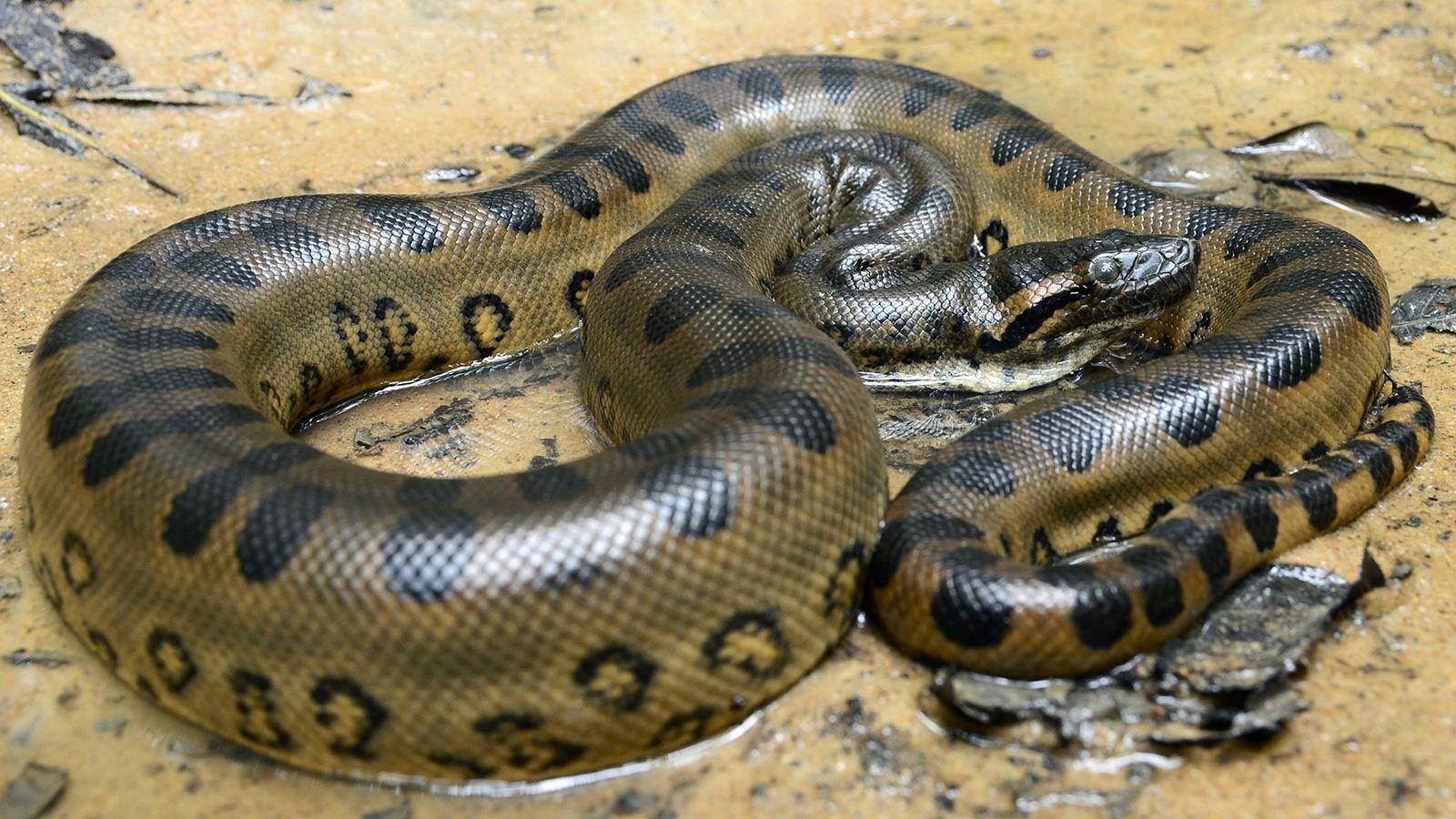 1600x900 Anaconda wallpaper, Animal, HQ Anaconda pictureK Wallpaper 2019